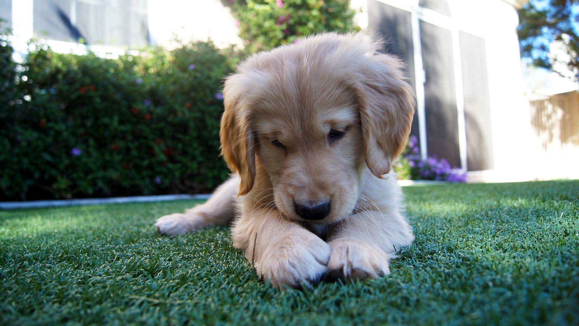 1920x1080 HD Golden Retriever Dog Wallpaper