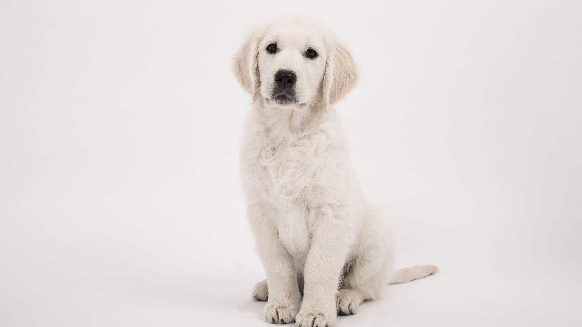 1920x1080 Desktop Wallpaper Staring, Cute, Puppy, Golden Retriever, 4k, HD Image, Picture, Background, Dbc028