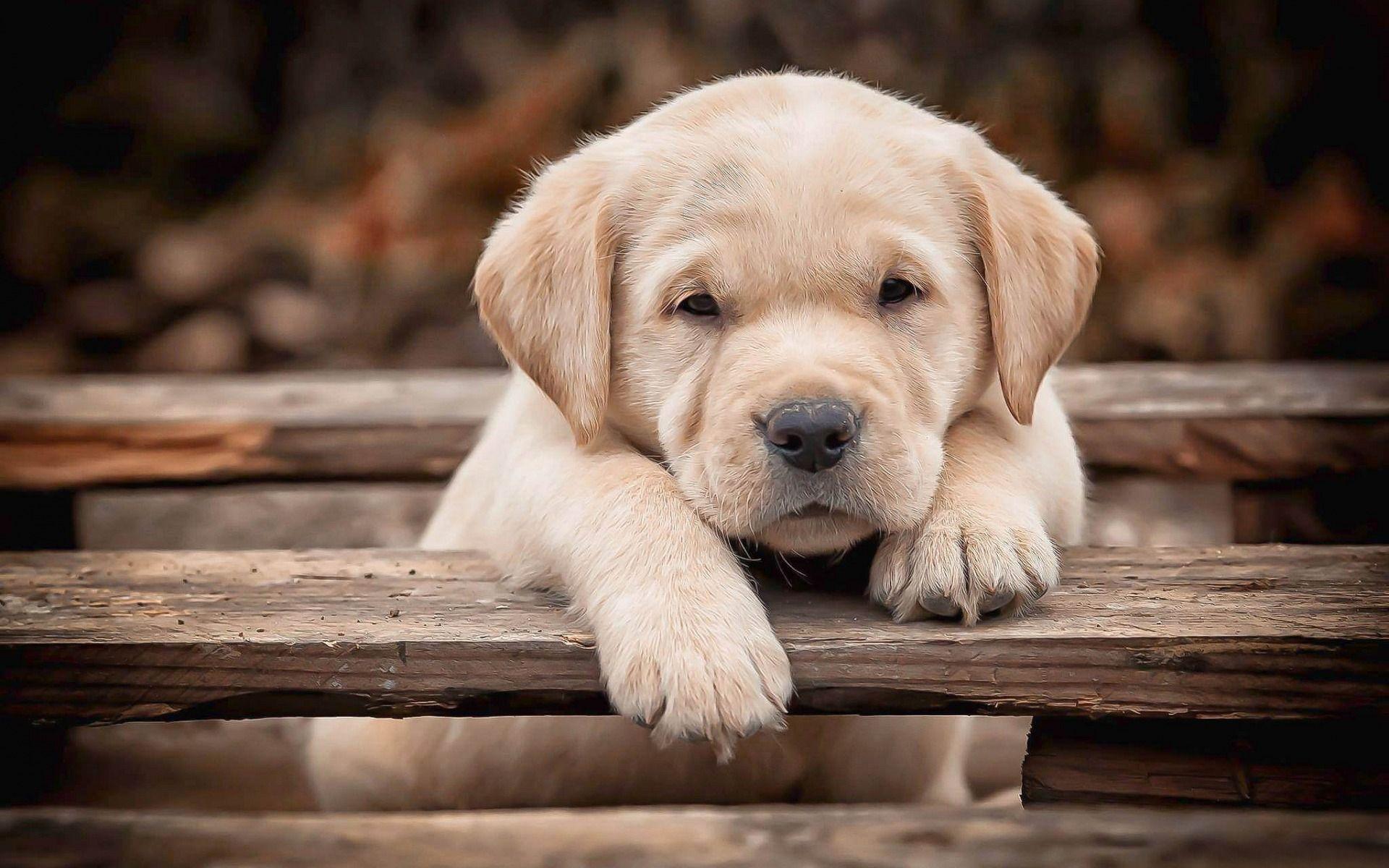 1920x1200 Download Wallpaper Labrador, Close Up, Puppy, Retriever, Small Labrador, Bokeh, Pets, Summer, Cute Animals, Labradors, Golden Retriever For Desktop With Resolution 1920x1200. High Quality HD Picture Wallpaper