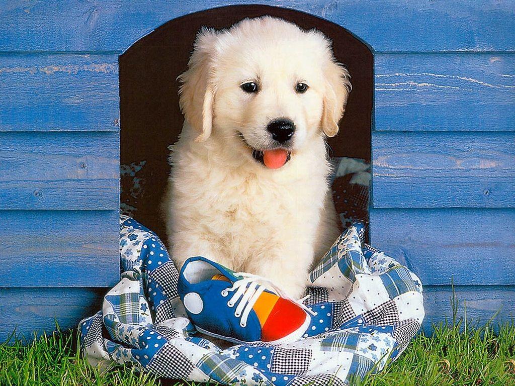1024x768 Adorable Cute Golden Retriever Wallpaper Dog Puppies