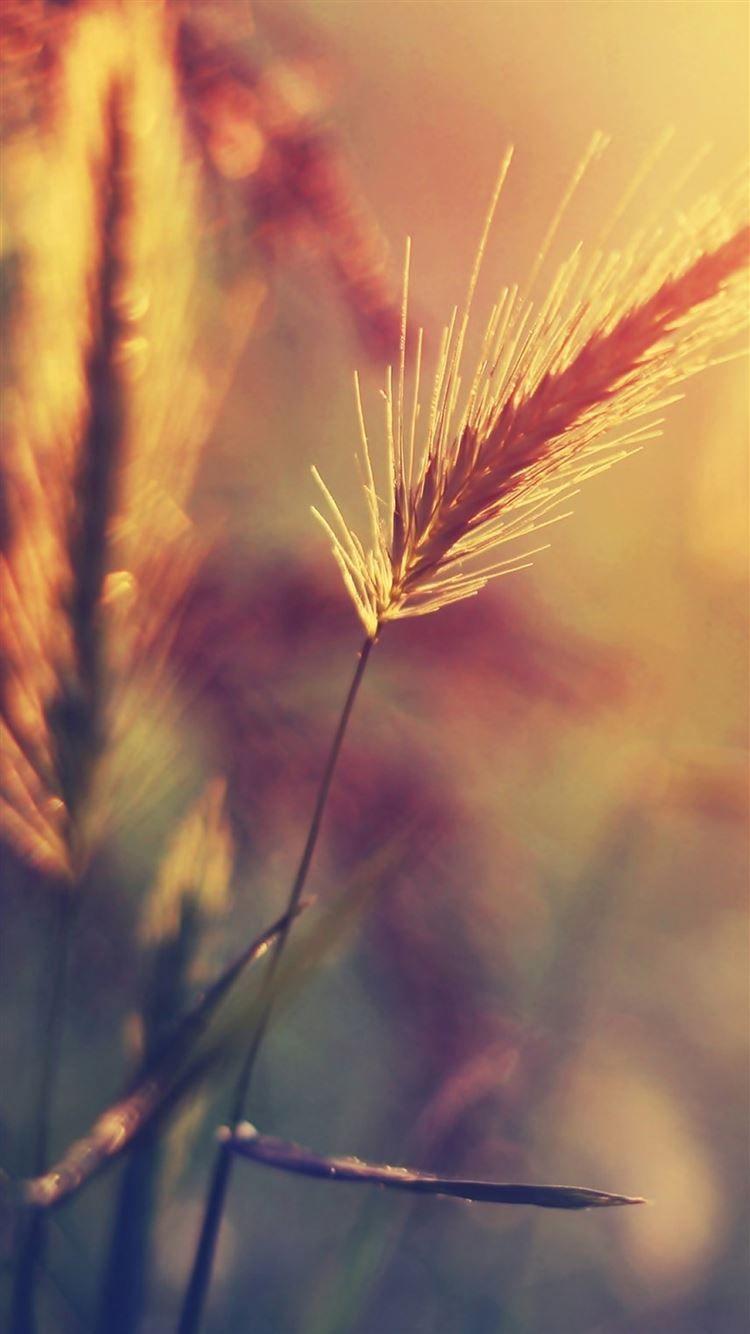 750x1334 Best Farm iPhone 8 HD Wallpaper