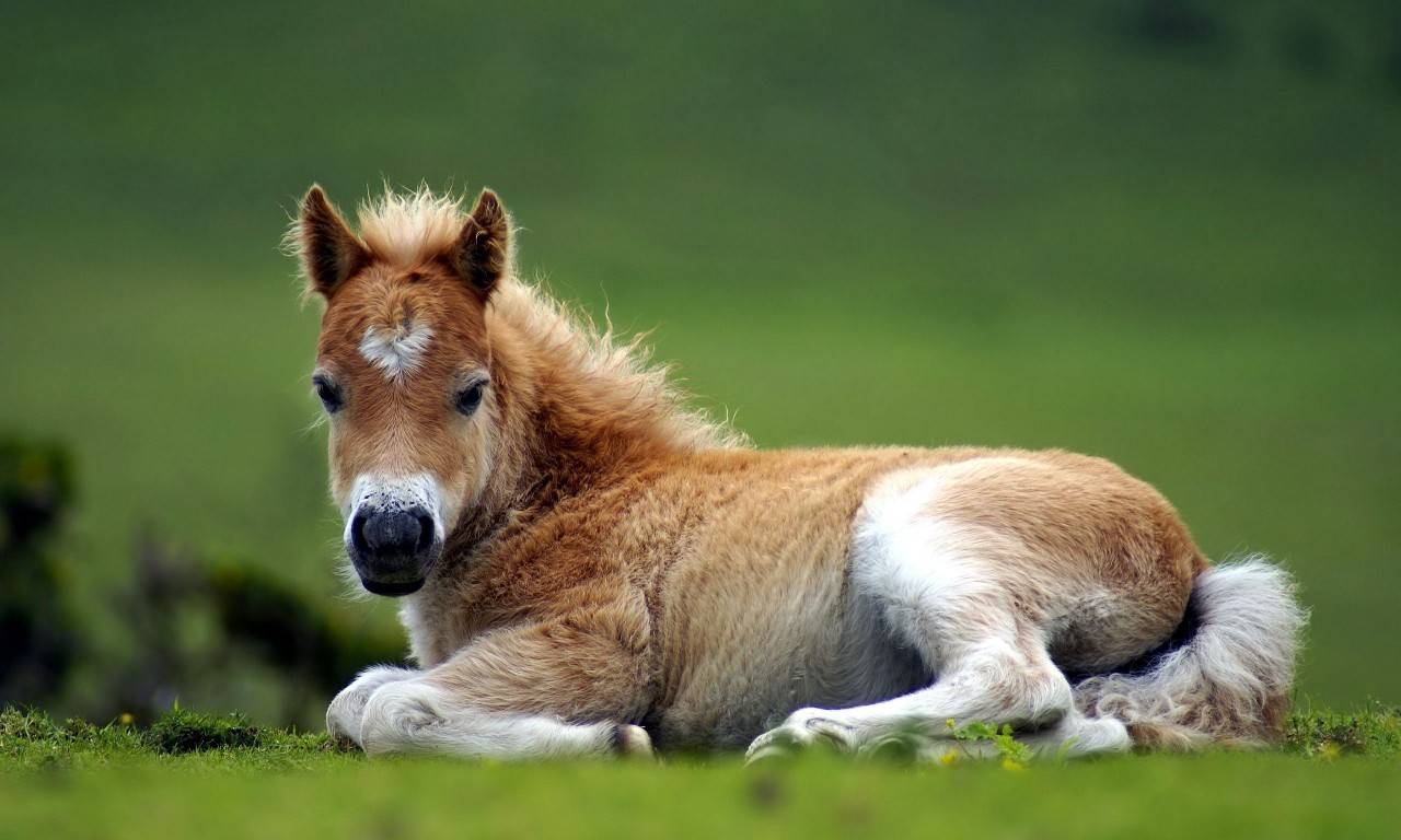 1280x768 Foul With A Heart Marking Baby Farm Animals Wallpaper Horse HD Wallpaper