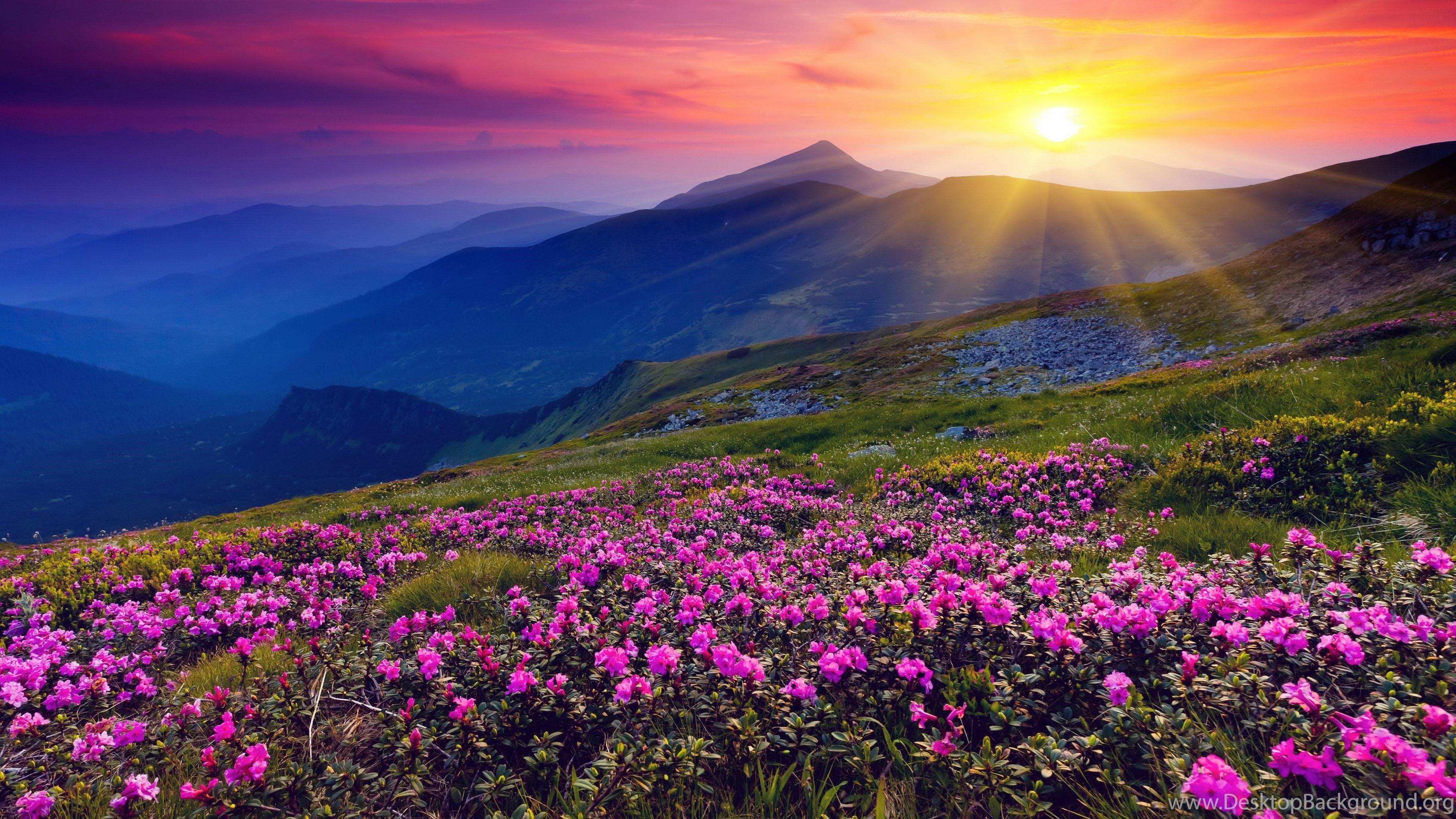 3840x2160 Flowers Hills Landscape Sunrise Wallpaper HD FT8 Desktop Background