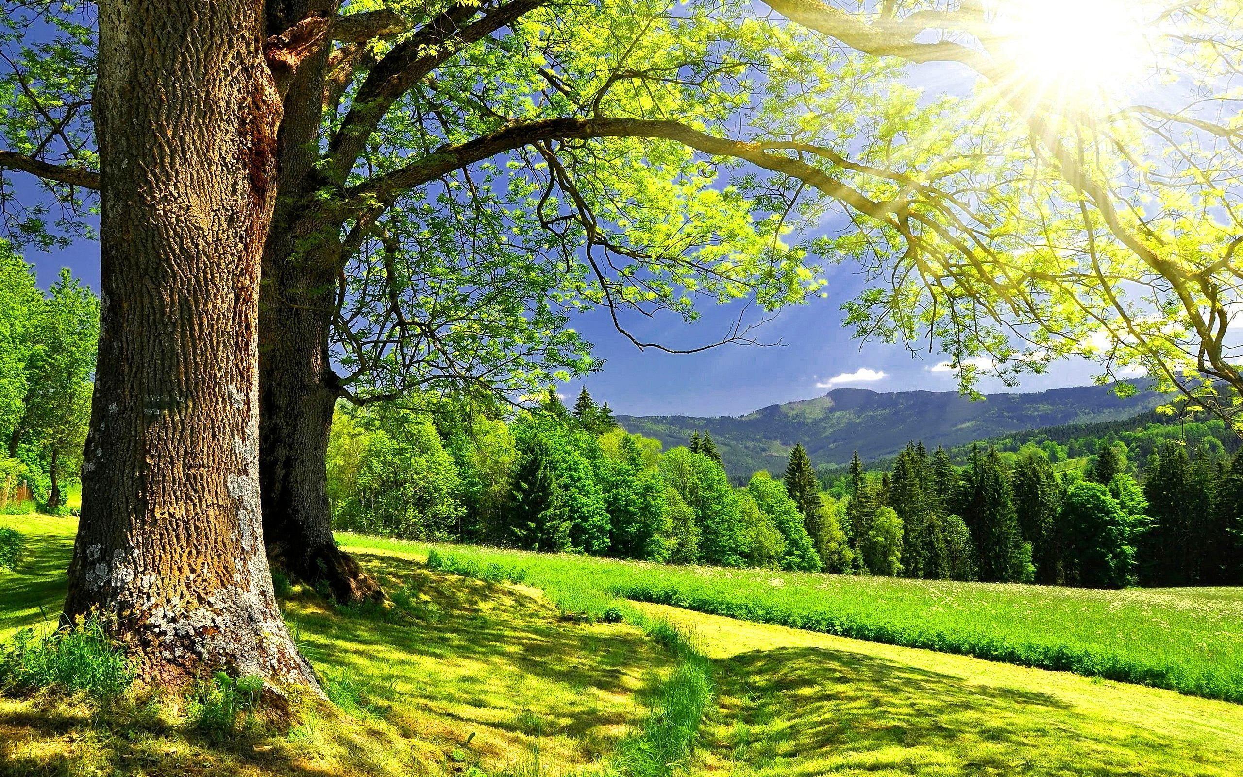 2560x1600 Free download Domaine lHritage Landscape wallpaper Nature wallpaper [2560x1600] for your Desktop, Mobile & Tablet. Explore Pretty Sunny Day Wallpaper. Pretty Sunny Day Wallpaper, Sunny Day Background, Sunny Day Wallpaper