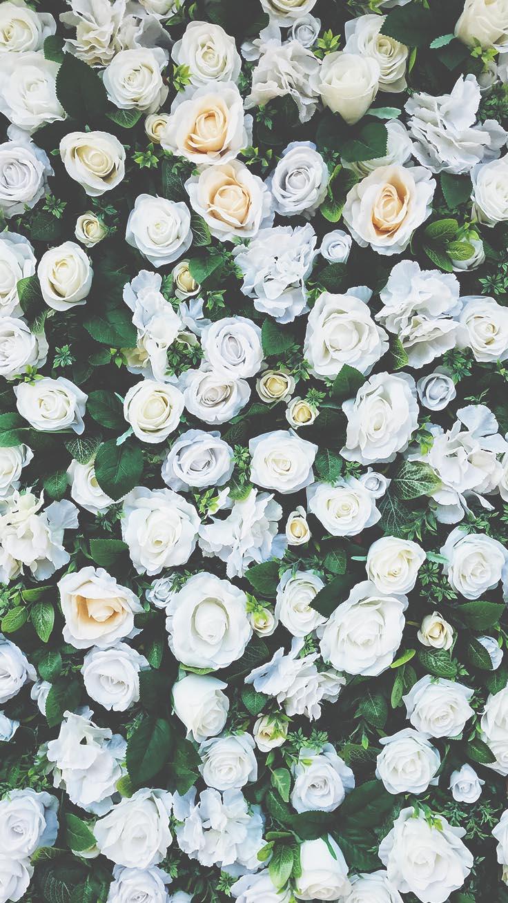 White Roses iPhone Wallpapers - Top Free White Roses iPhone Backgrounds ...