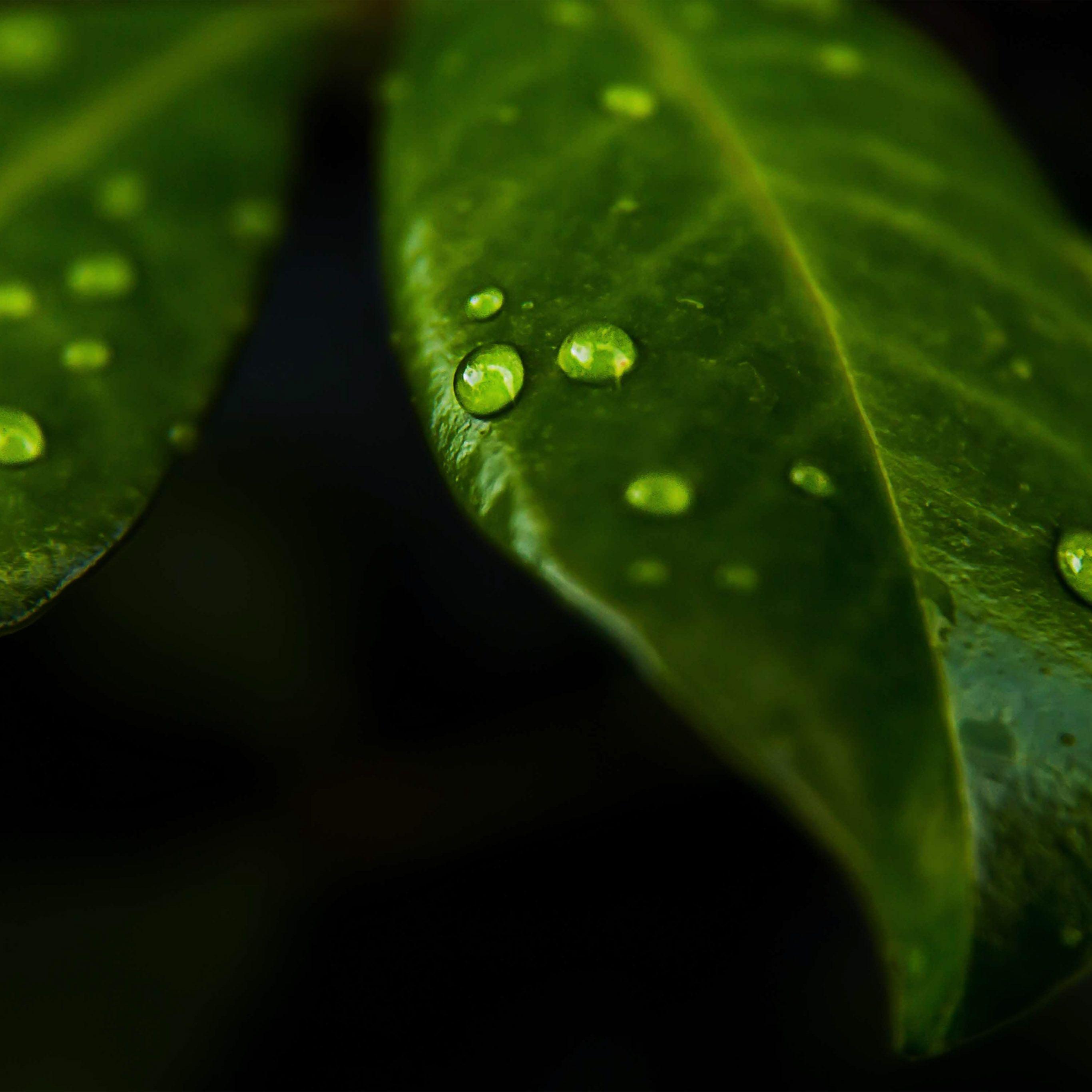 2732x2732 Leaf Rain Drop Green Nature Wallpaper