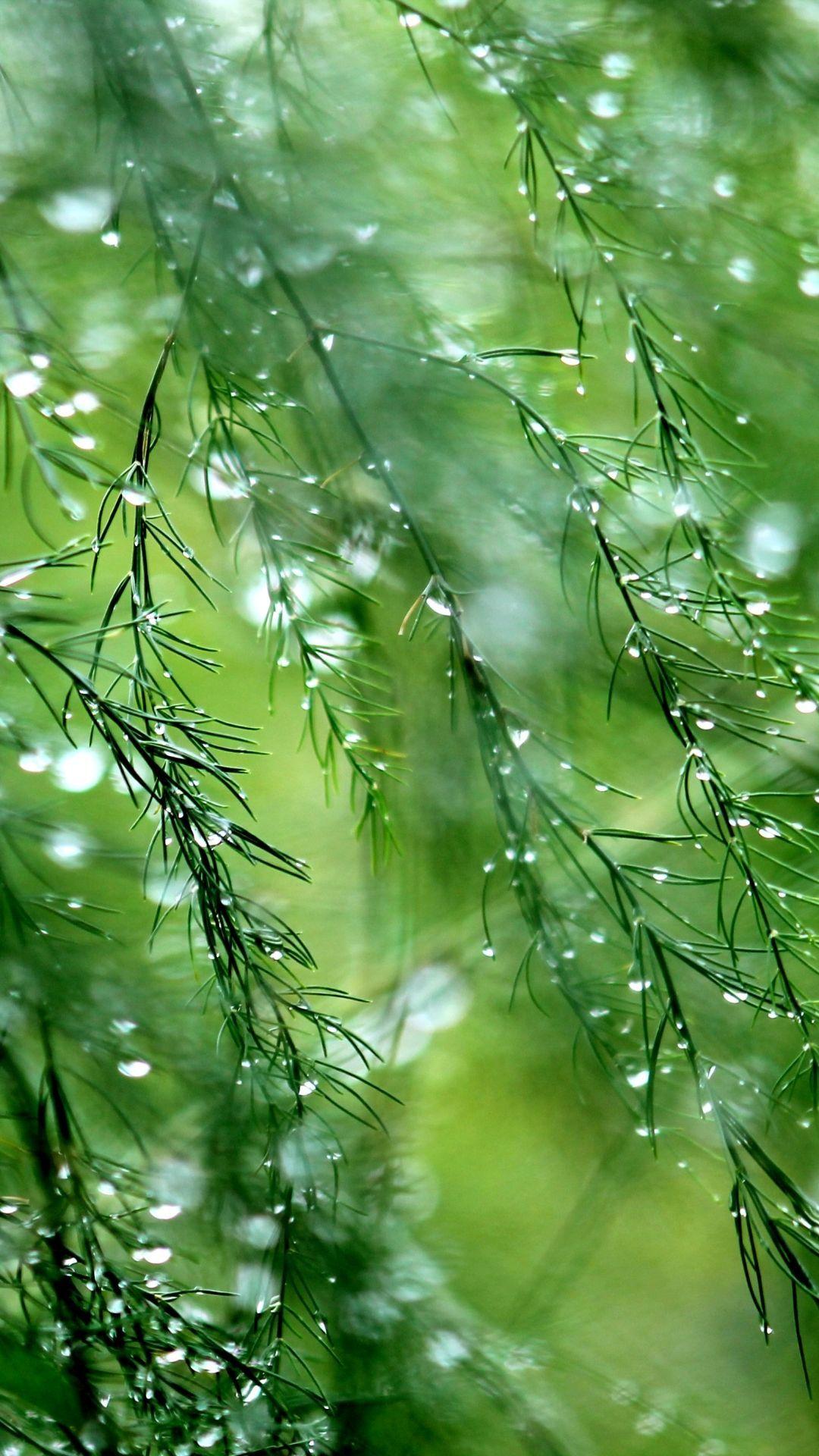 1080x1920 Dew on Asparagus Earth Water Drop dew green rain (1080x1920) Mobile Wallpaper. Nature photography, Green nature wallpaper, Nature image