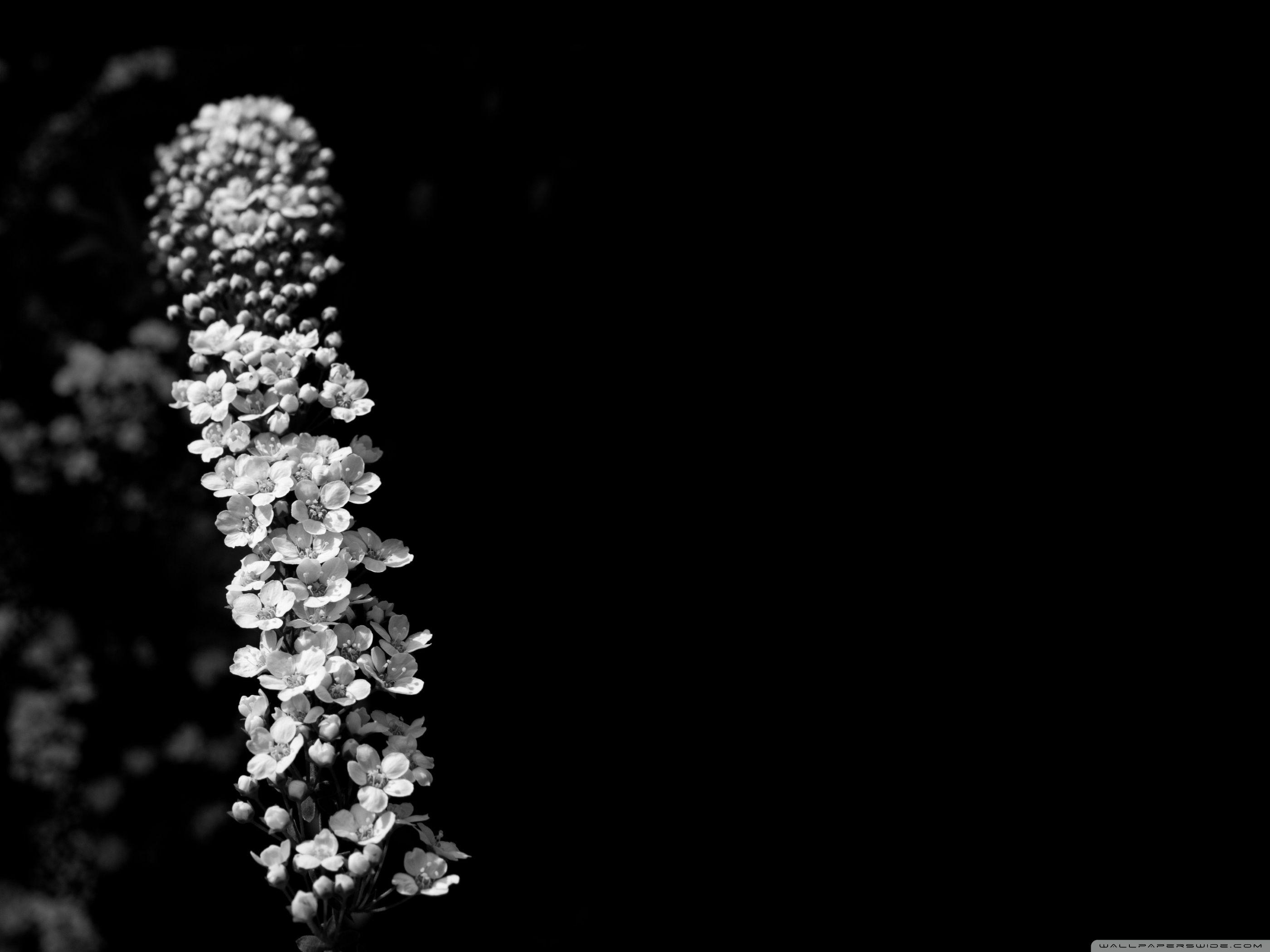 2800x2100 Bridal Wreath Black And White ❤ 4K HD Desktop Wallpaper for 4K