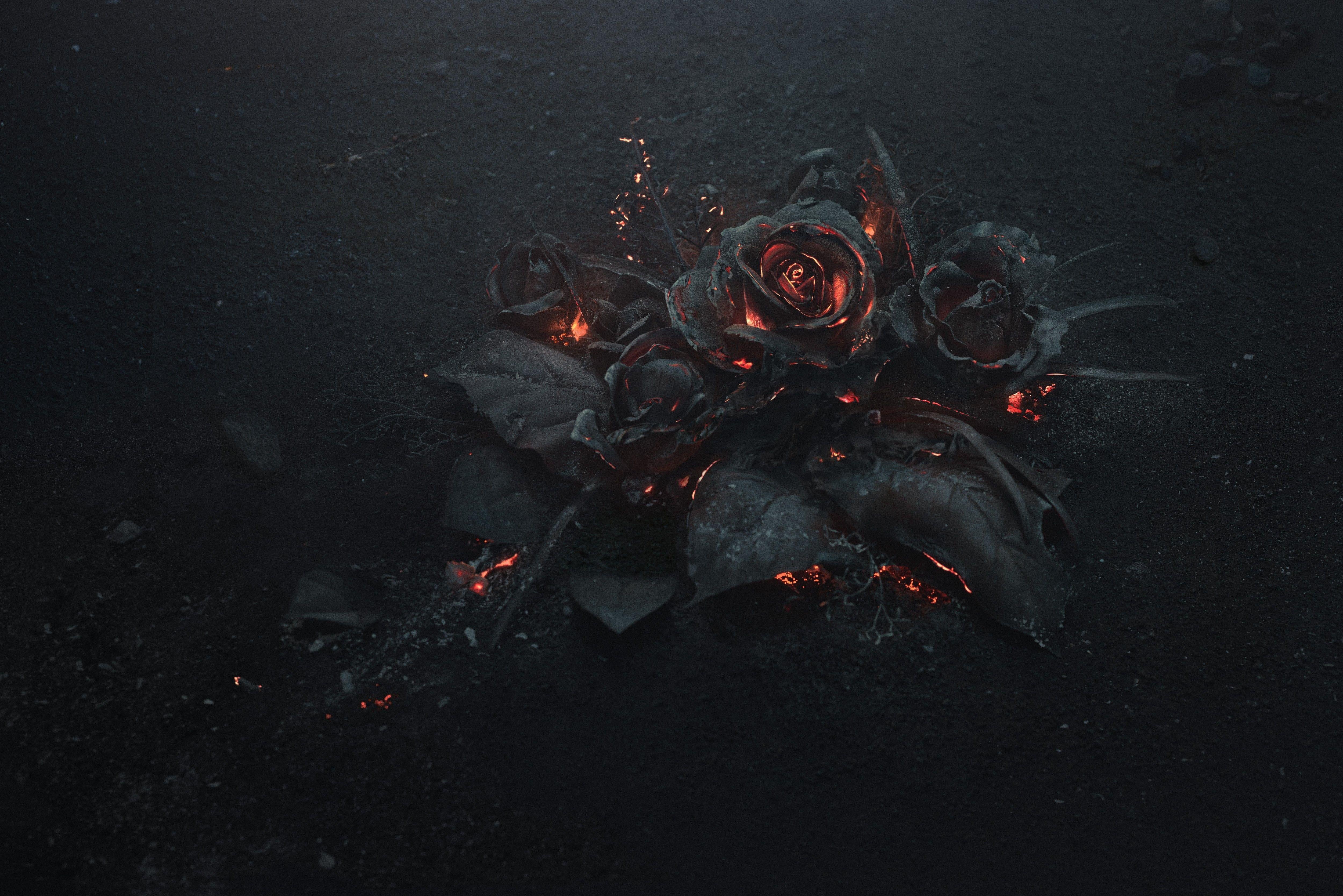 5000x3337 Wallpaper black rose illustration, ash, burning, abstract, dark, flowers. Black roses wallpaper, Rose illustration, Dark wallpaper