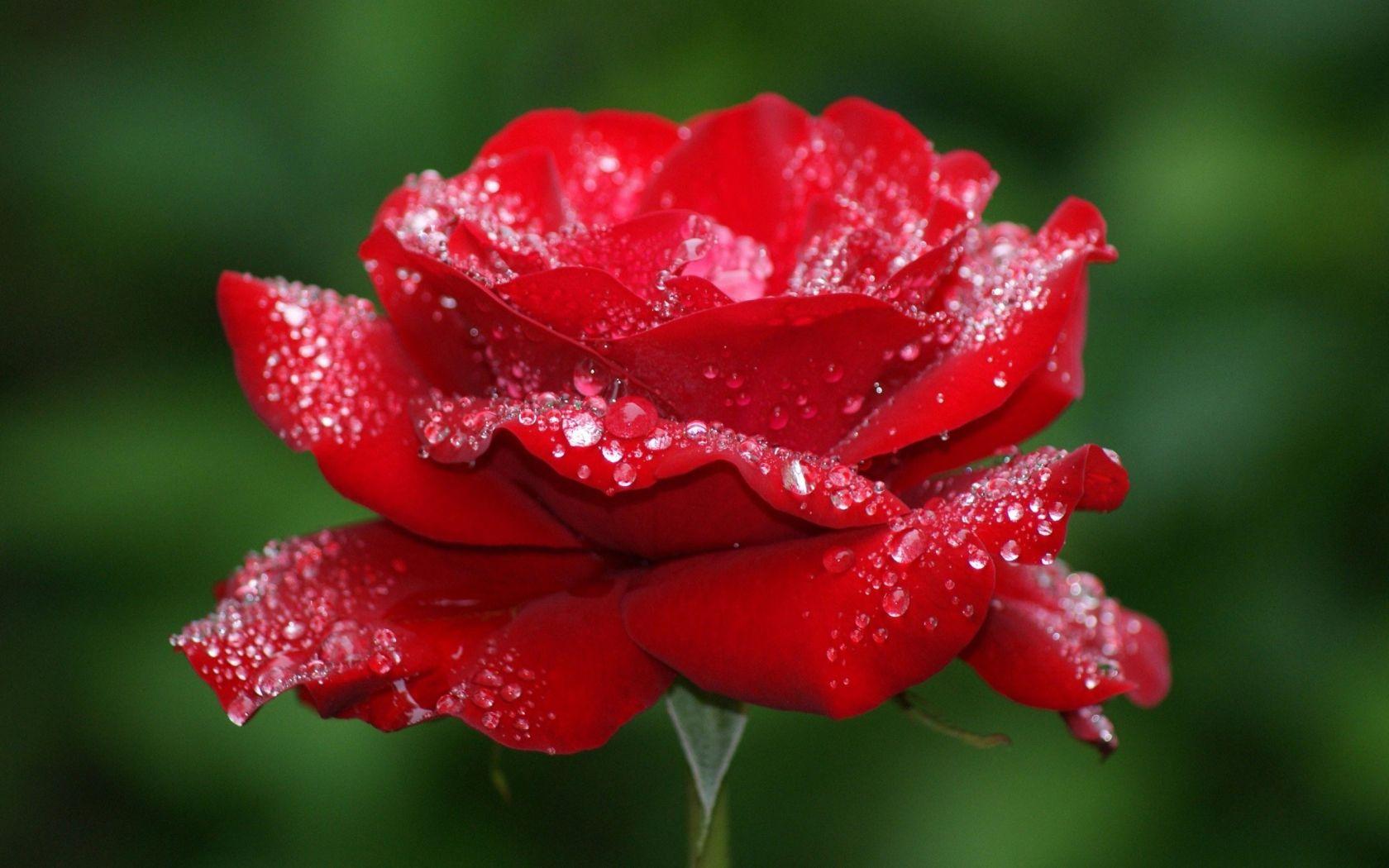 1680x1050 Free download Red Abstract Rose HD Wallpaper ImageBankbiz [2560x1600] for your Desktop, Mobile & Tablet. Explore Rose Wallpaper HD. Derrick Rose HD Wallpaper, Rose Computer Wallpaper, Beautiful Rose Wallpaper HD
