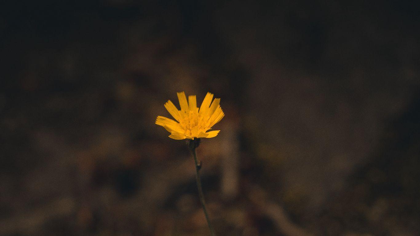 1366x768 Download wallpaper 1366x768 flower, yellow, macro, plant, minimalism tablet, laptop HD background
