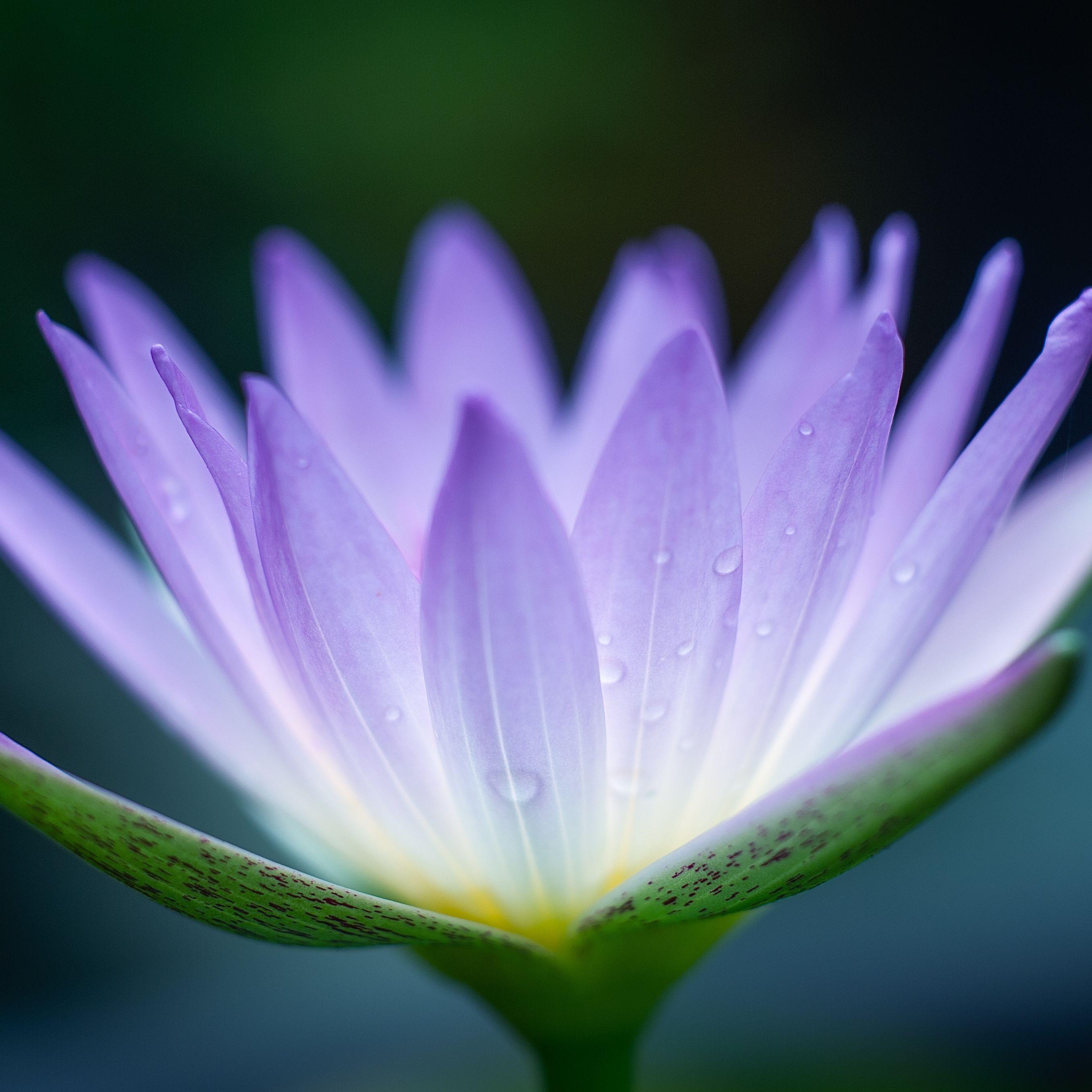 2709x2709 The Many Symbolic Meanings of the Lotus in Buddhism