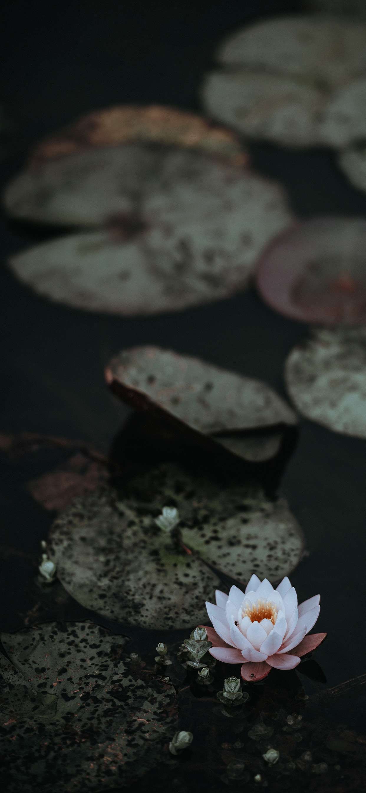 1242x2688 Beautiful Lotus Flower Wallpaper iPhone