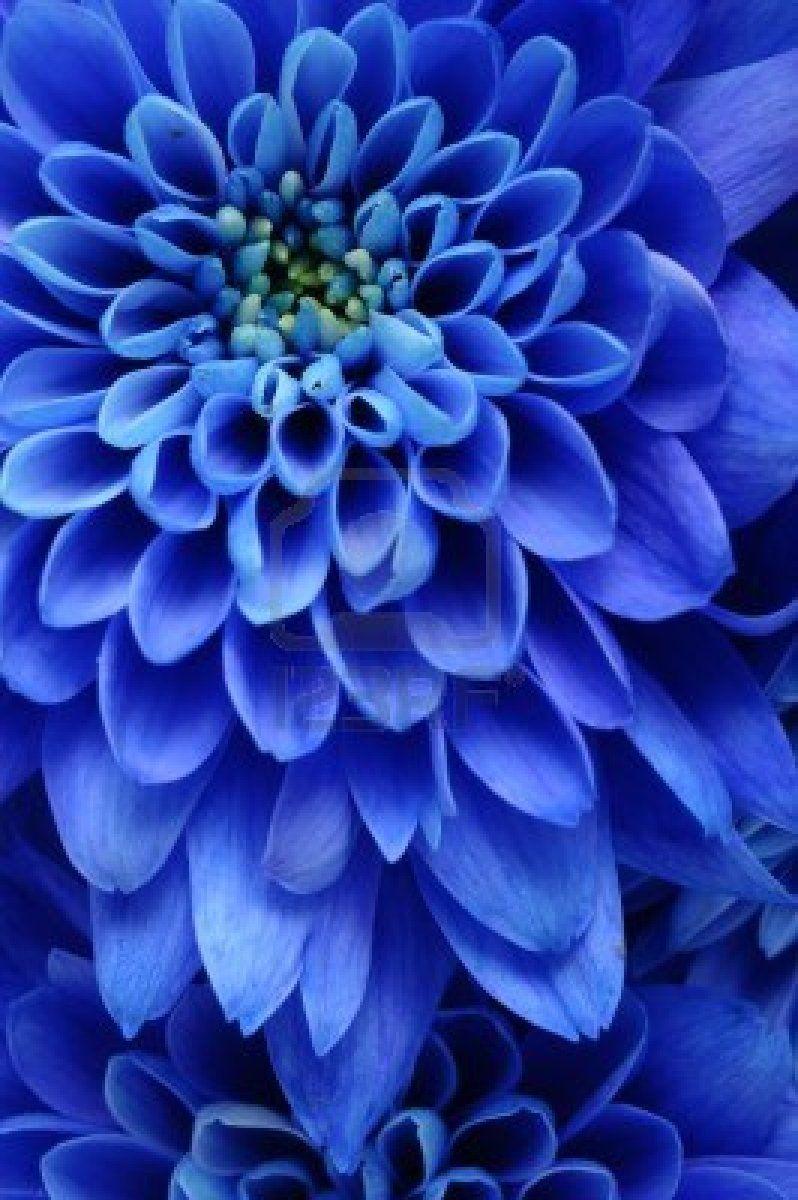 Blue Dahlia Wallpapers Top Free Blue Dahlia Backgrounds WallpaperAccess