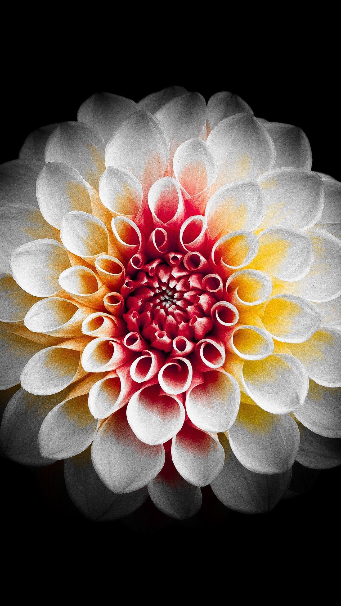 1440x2560 Dahlia Flower HD Image Flower Wallpaper