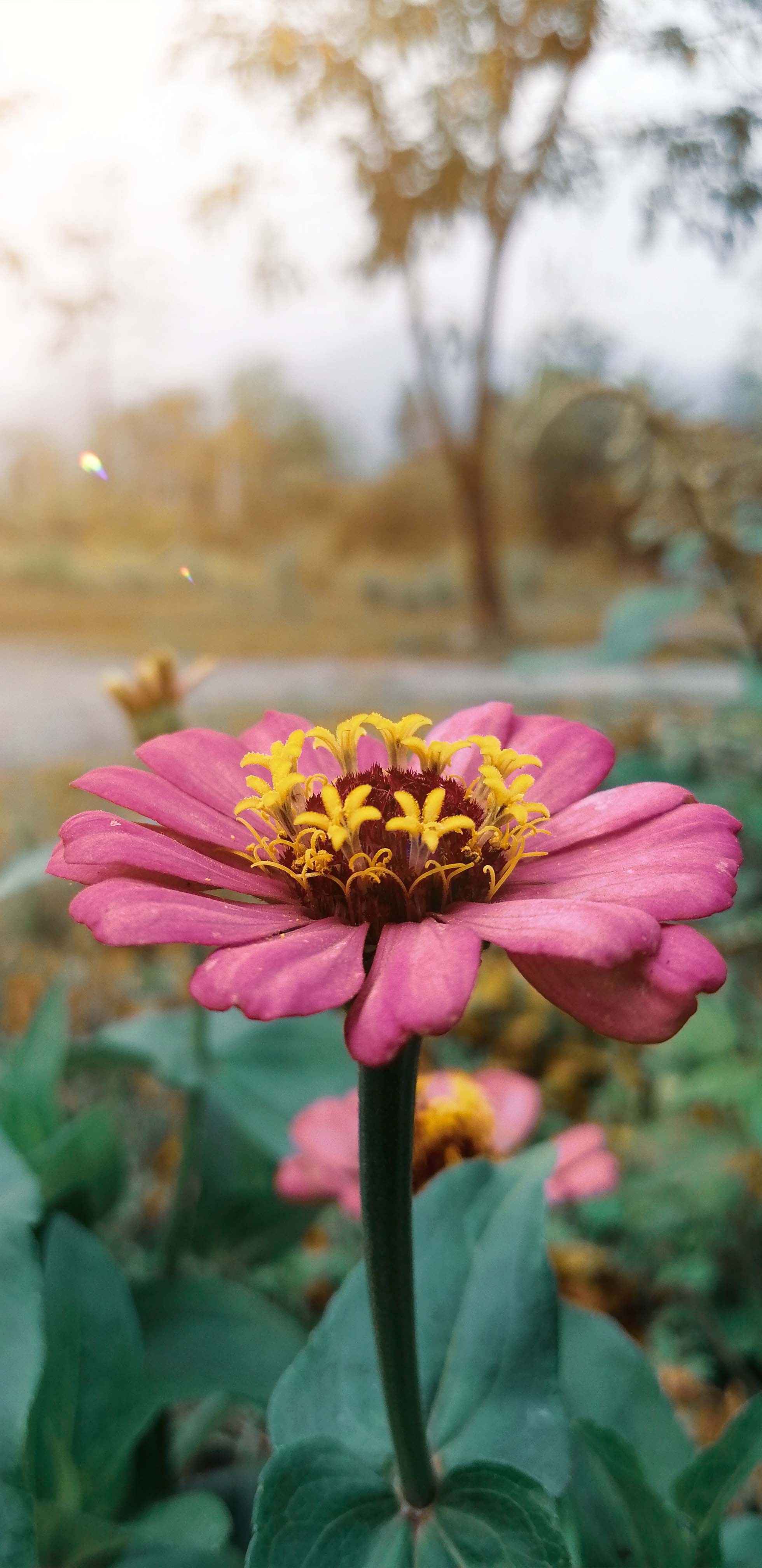 1960x4032 Dahlia Flower Sun Ray 4K Ultra HD Mobile Wallpaper