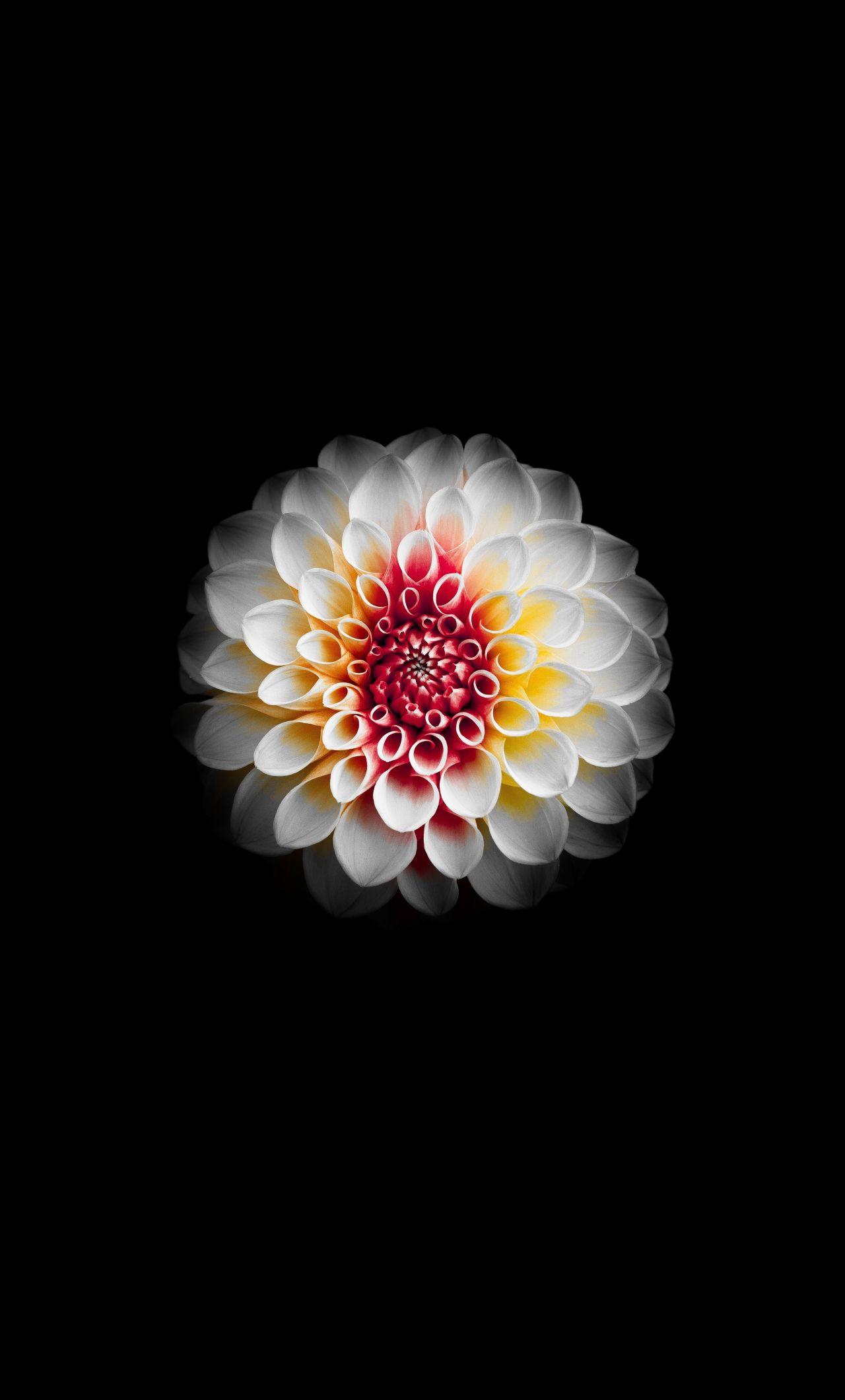 1280x2120 Download 1280x2120 wallpaper portrait, white dahlia, flower, iphone 6 plus, 1280x2120 HD image, background, 15173