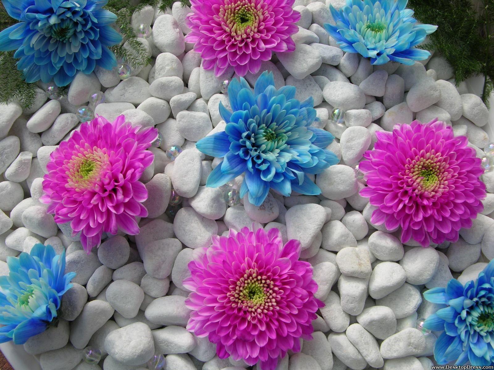 1600x1200 Witch Animala Like Blue Dahlia Flower .
