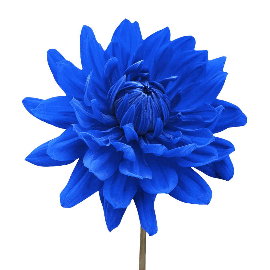 900x900 Free download blue dahlia flower white background natalie kinnear [900x900] for your Desktop, Mobile & Tablet. Explore Blue Wallpaper with White Flowers. Blue Wallpaper with White Flowers, Black Wallpaper
