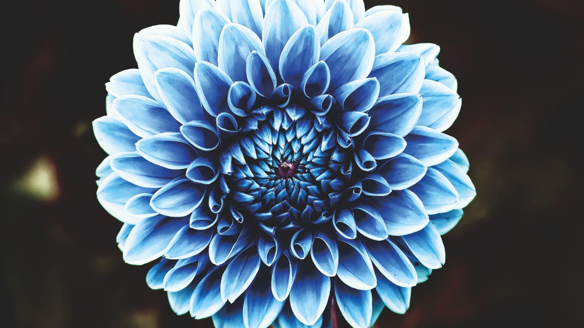 1920x1080 Desktop wallpaper dahlia, blue, portrait, HD image, picture, background, ea89bd