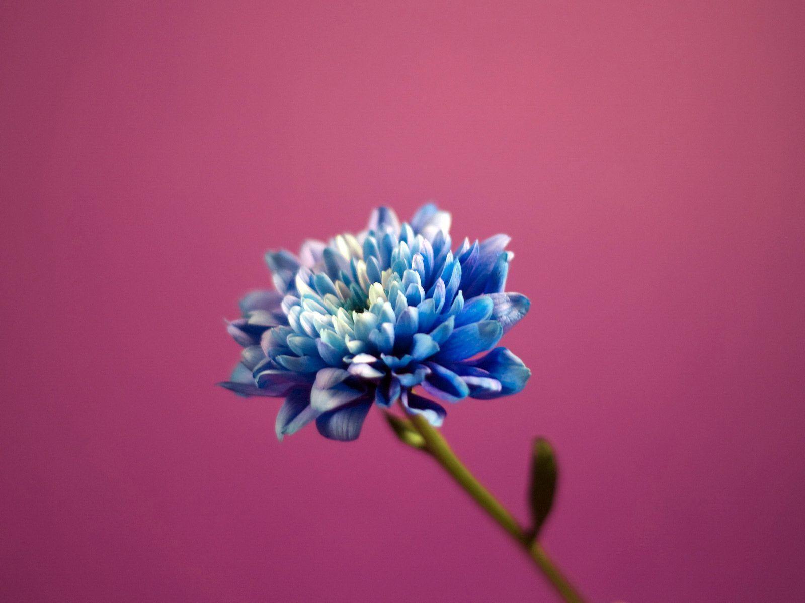 1600x1200 Dahlia Wallpaper