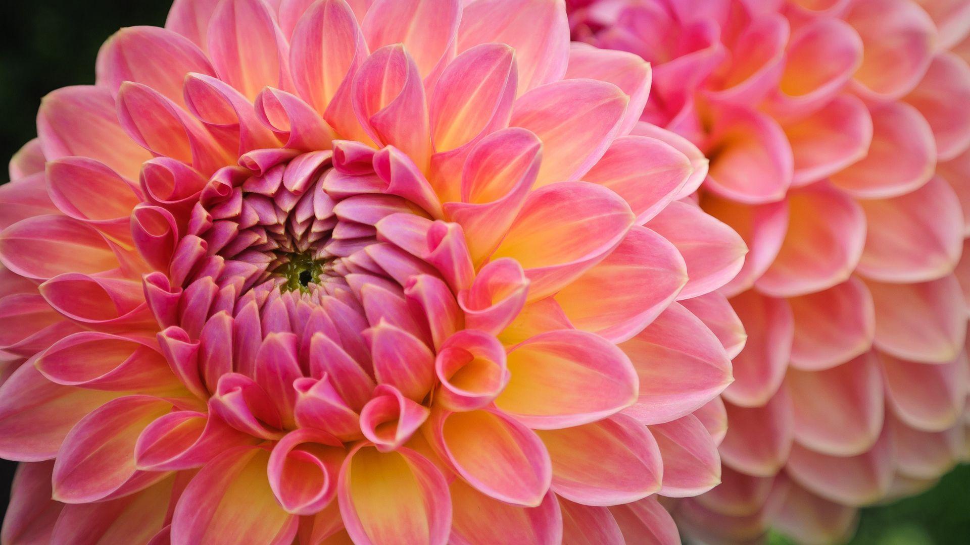 1920x1080 Dahlias Wallpaper. Colorful Dahlias Wallpaper, Dahlias Roses Wallpaper and Dahlias Peonies Wallpaper