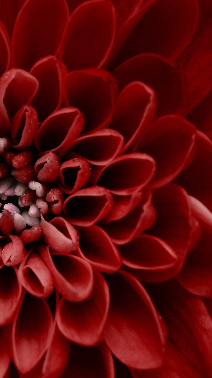 720x1280 Red dahlia wallpaper