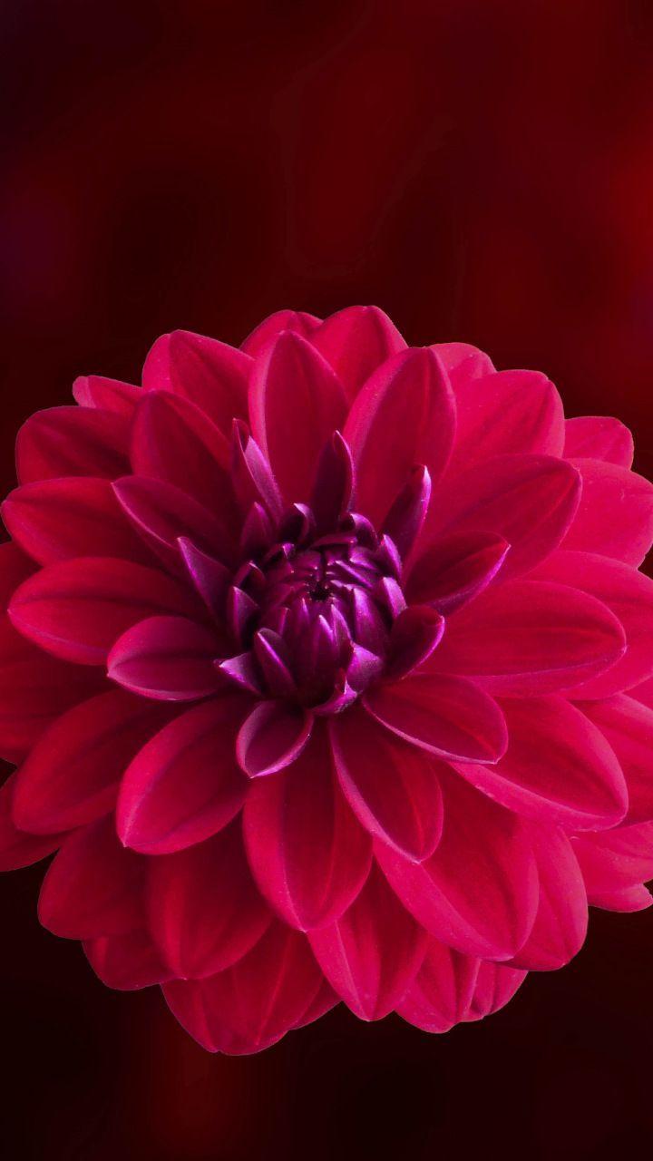 720x1280 Pink, blur, portrait, Dahlia, flower, 720x1280 wallpaper. Dahlia flower, Amazing flowers, Flowers
