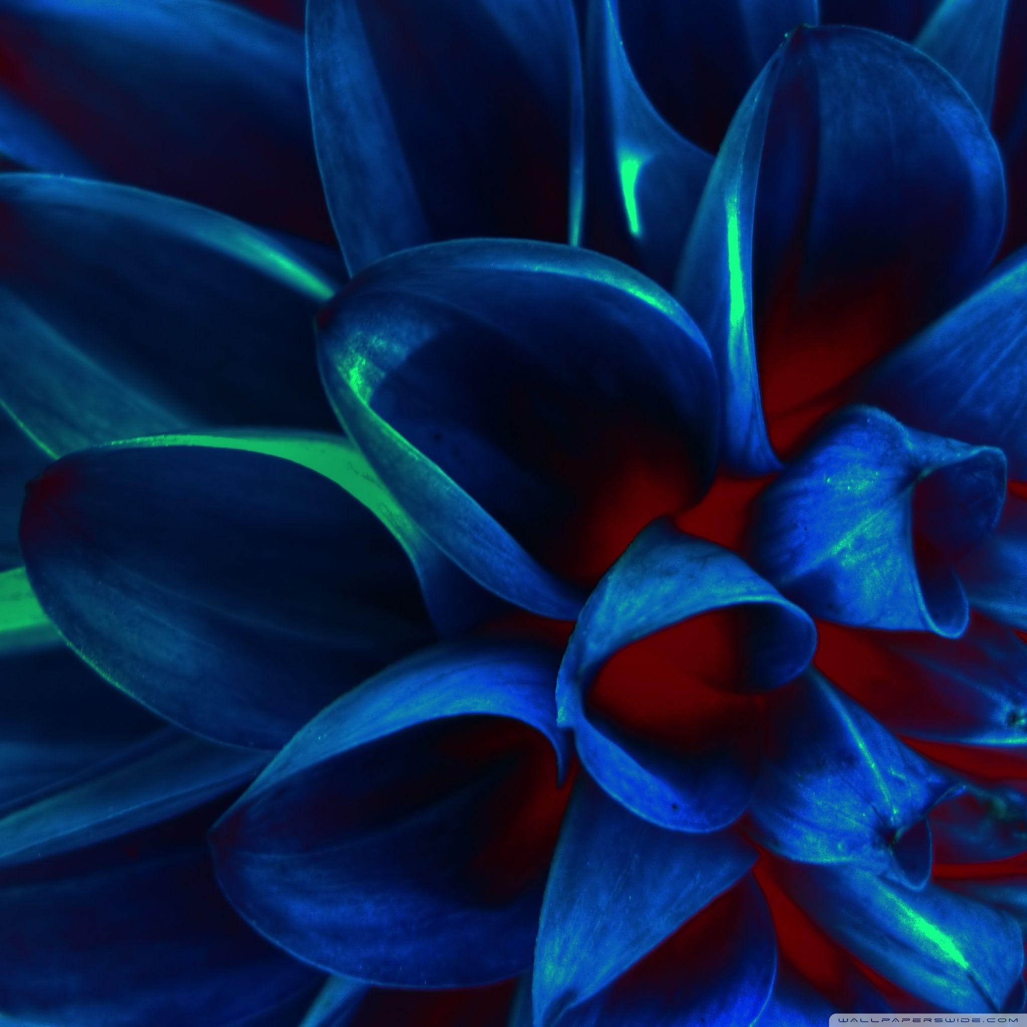 2048x2048 Ultra HD Blue Flower Wallpaper HD
