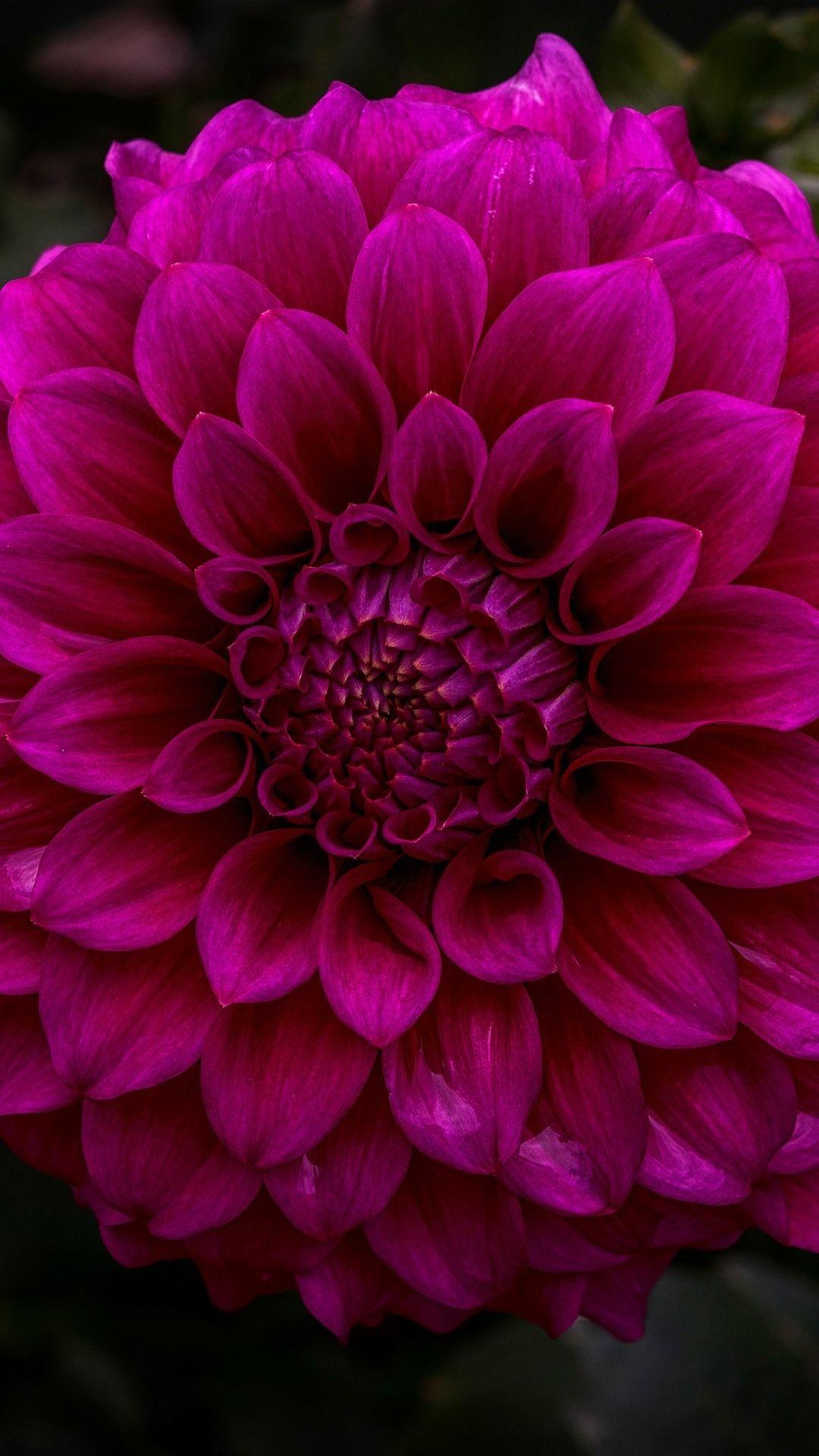 1080x1920 Wallpaper Dahlia, purple flower, garden 3840x2160 UHD 4K Picture, Image