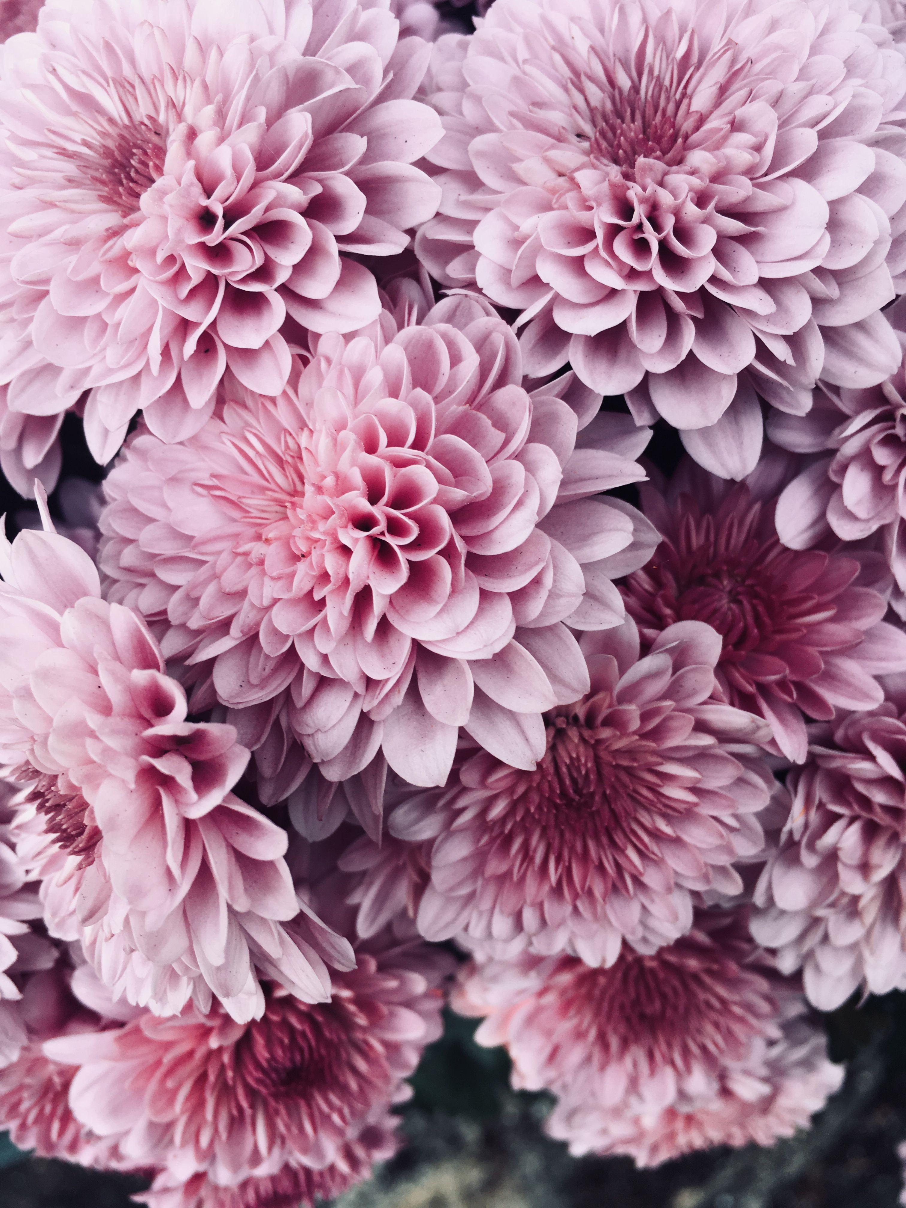 3024x4032 background #flowers #pinkPink flowers background. Pink flowers background, Flower background iphone, Flower background