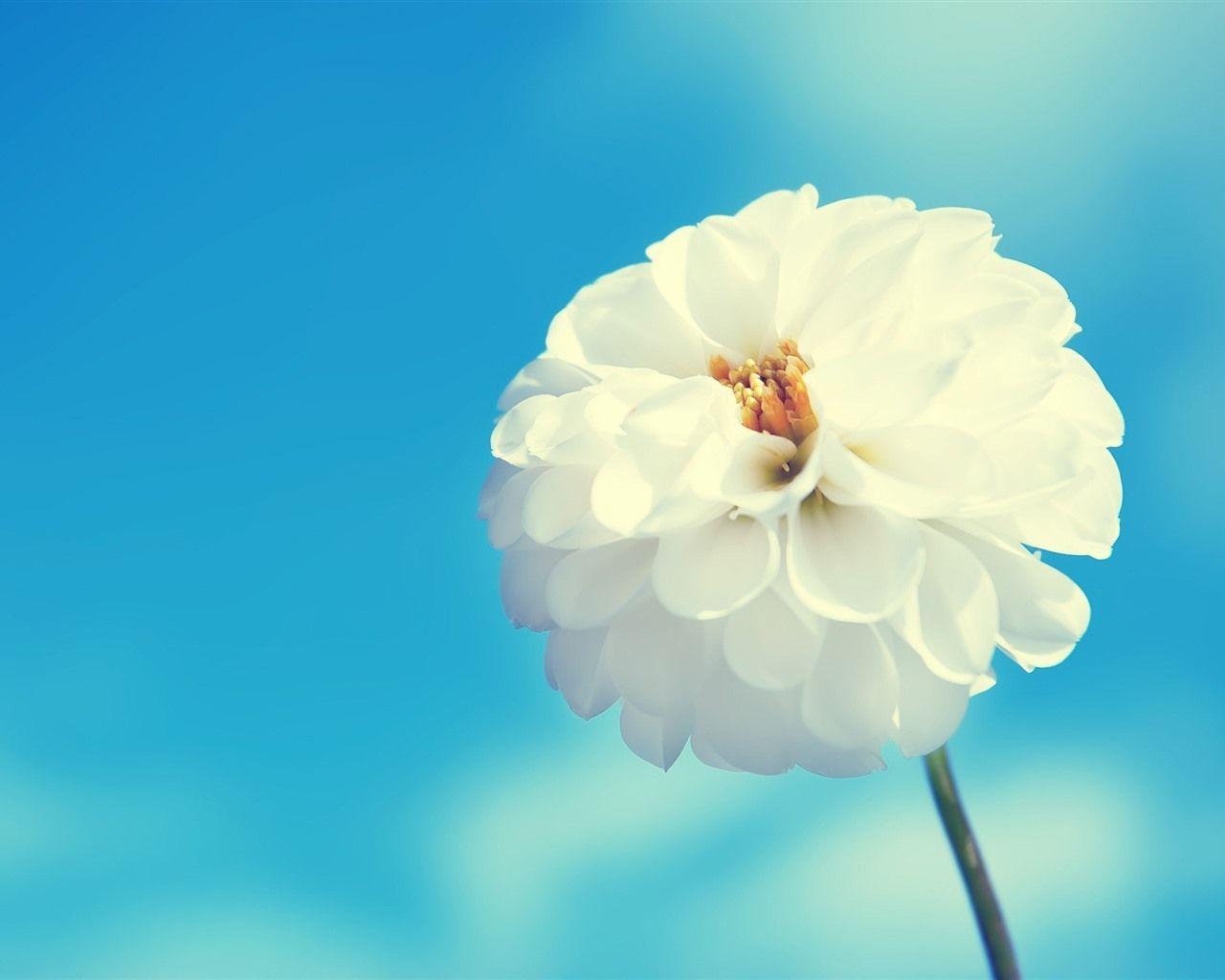 1280x1024 Wallpaper White flower, dahlia, blue sky 2560x1600 HD Picture, Image