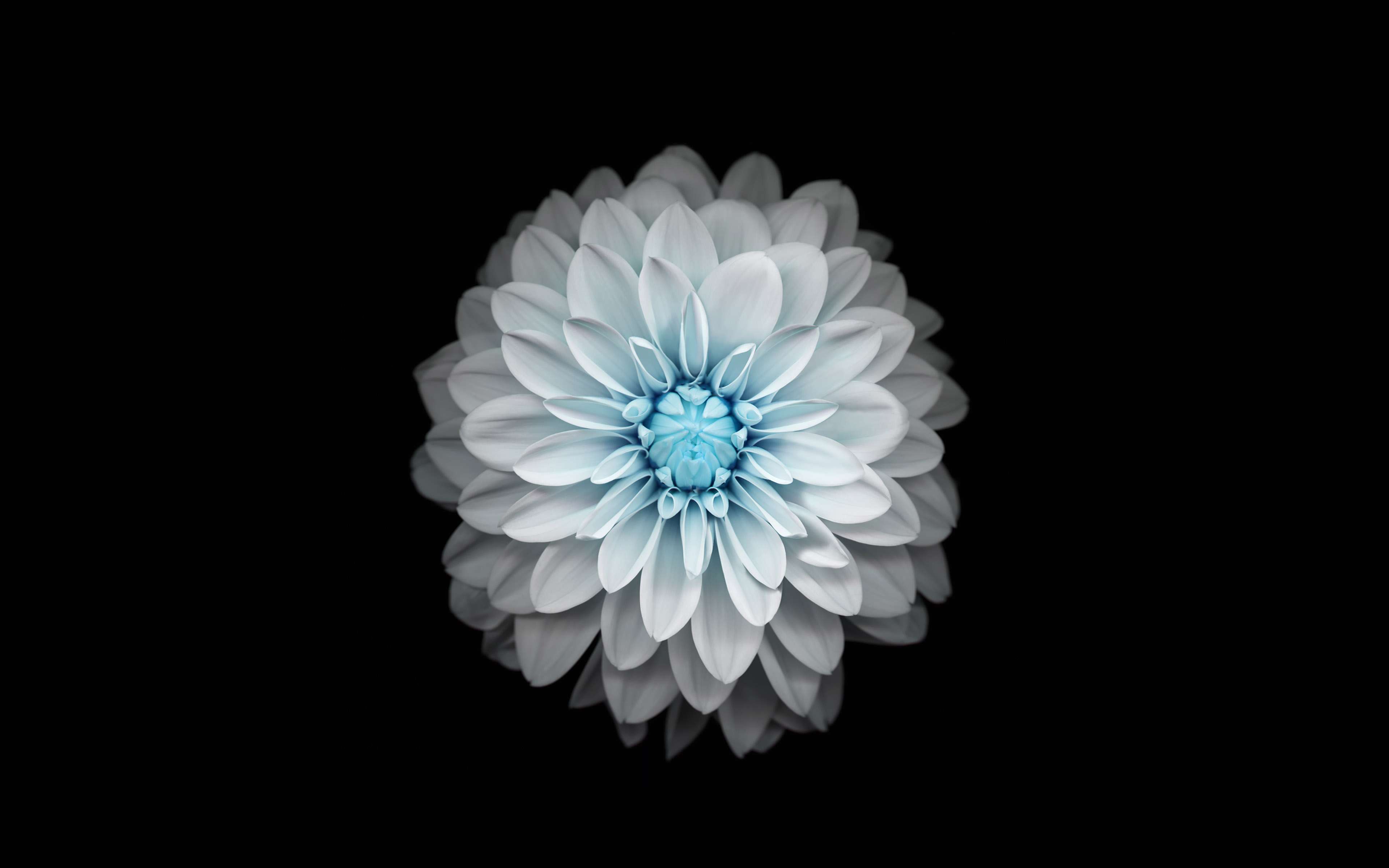 3840x2400 iPhone Blue Flower Wallpaper 4k
