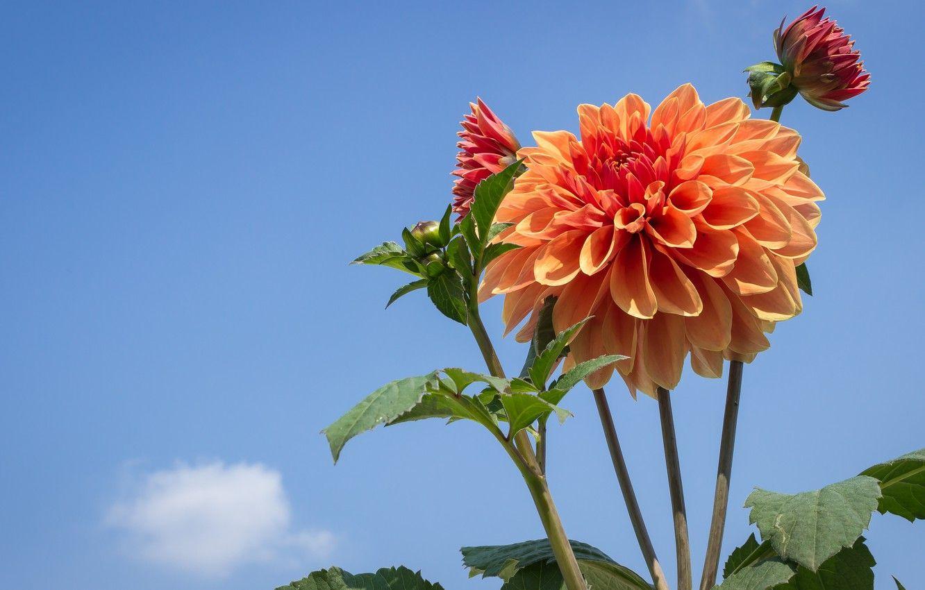 1332x850 Wallpaper flower, the sky, leaves, orange, Dahlia, blue background image for desktop, section цветы