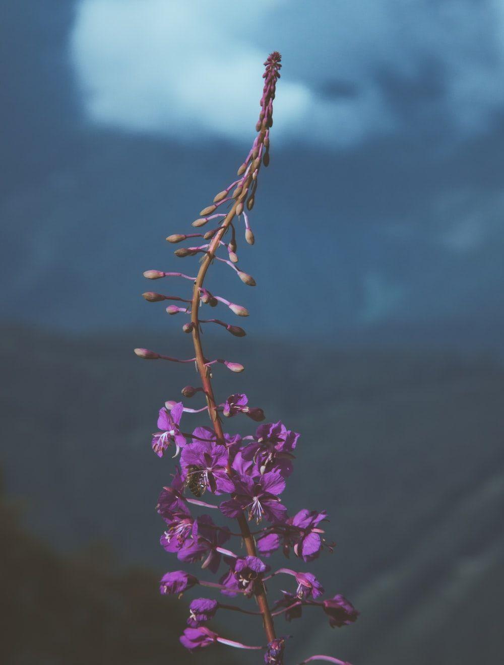 1000x1320 Purple Flower Picture. Download Free Image