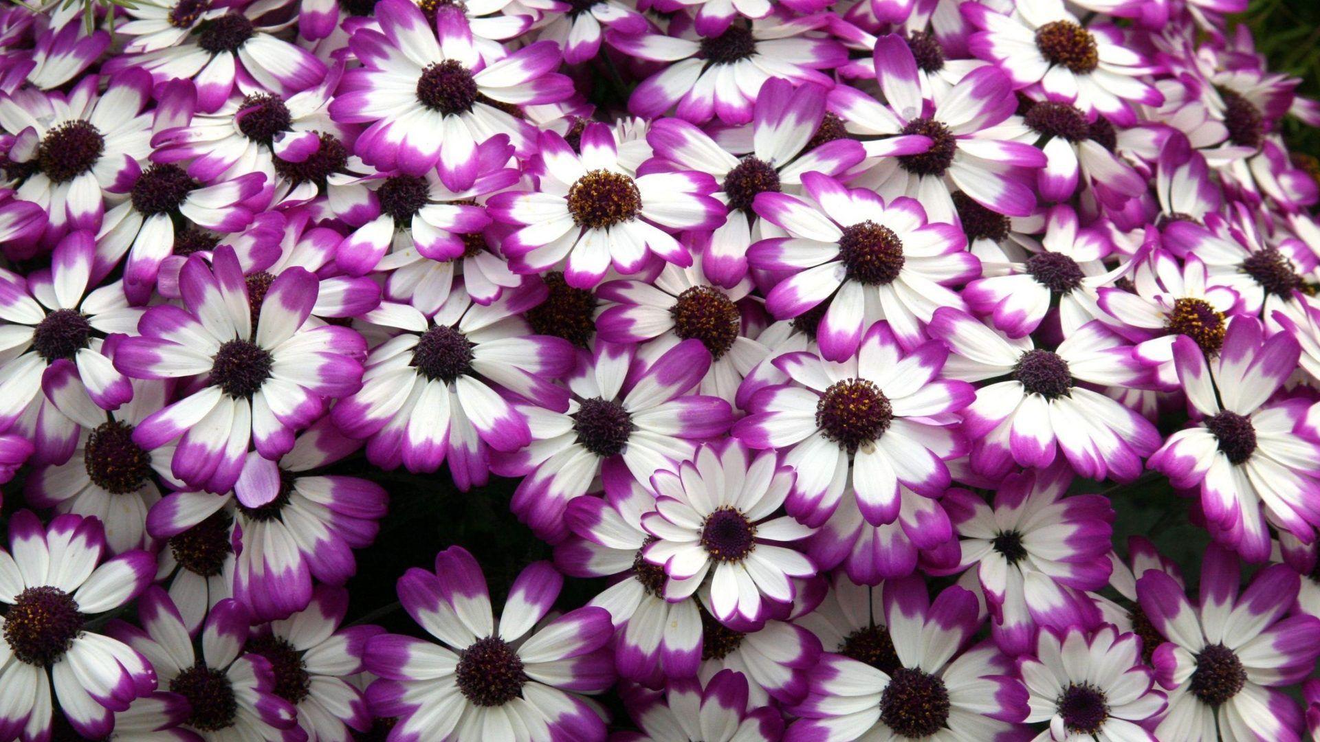 1920x1080 Found on Bing. Cineraria, Purple flowers wallpaper, Snapdragon flowers