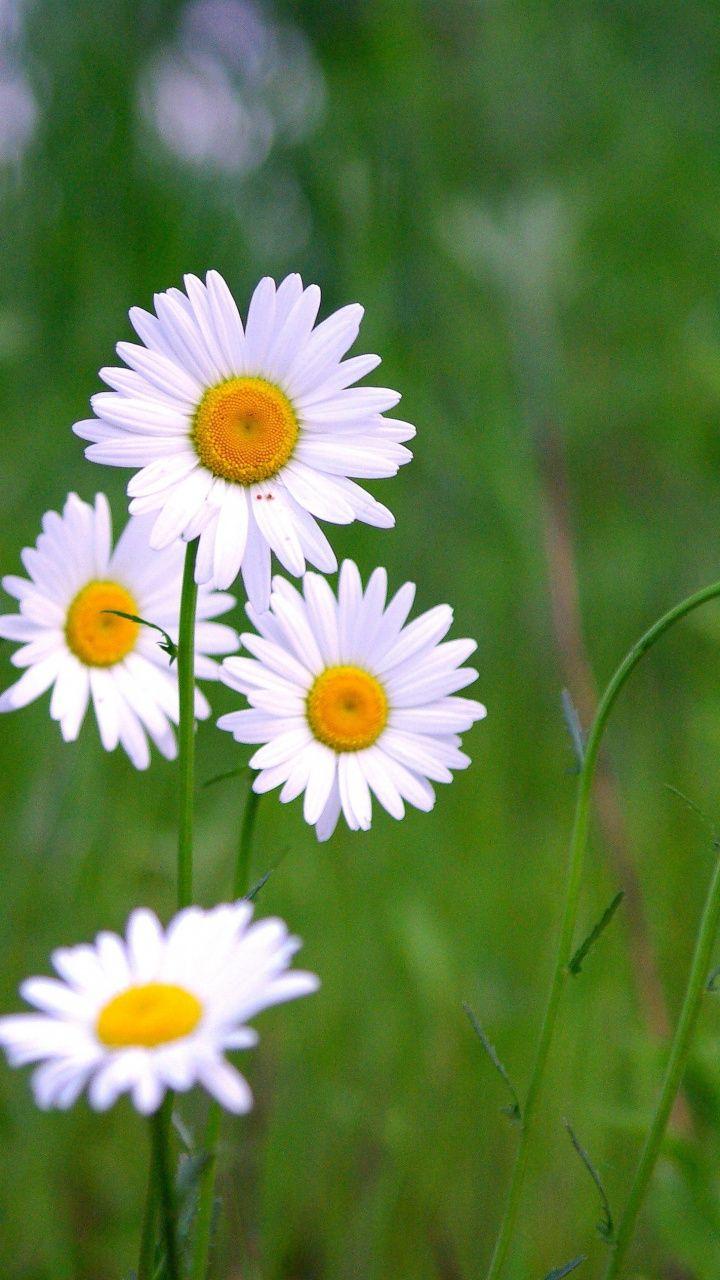 720x1280 Download 720x1280 wallpaper Meadow, plants, white daisy, blur, Samsung Galaxy mini S S. Lotus flower wallpaper, Beautiful flowers garden, Flower phone wallpaper
