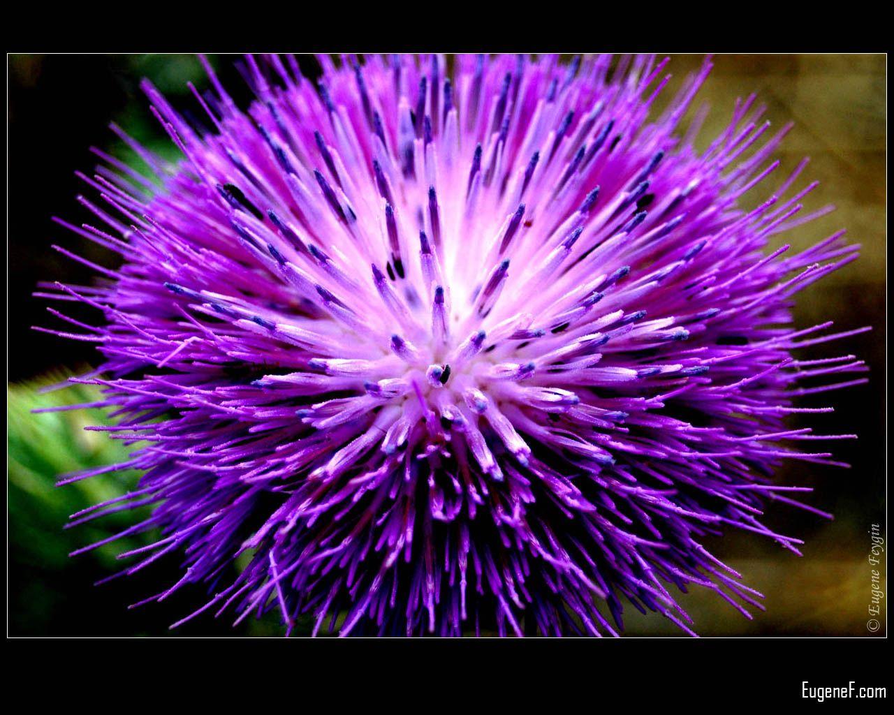 1280x1024 Purple Flowers Nature Wallpaper HD And White Flower Photography