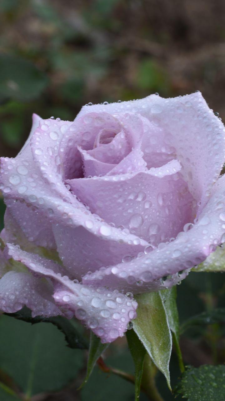 720x1280 wallpaper Rose, flower, drops, close up, purple. Pink flowers wallpaper, Purple flowers wallpaper, Purple flowers