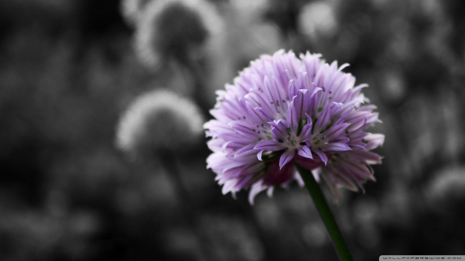 1920x1080 Black and White Flowers wallpaperx1080