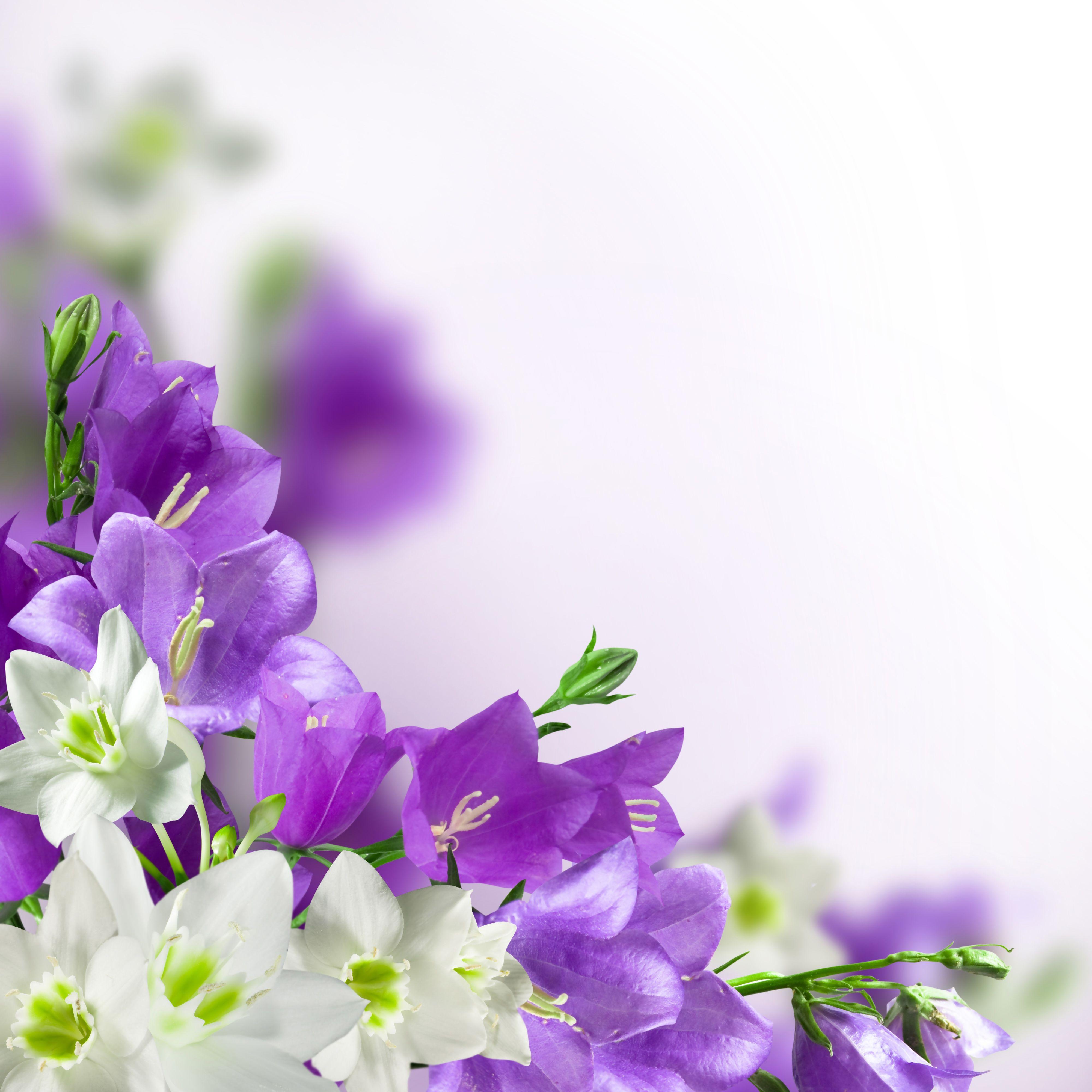 Purple White Flowers Wallpapers - Top Free Purple White Flowers ...