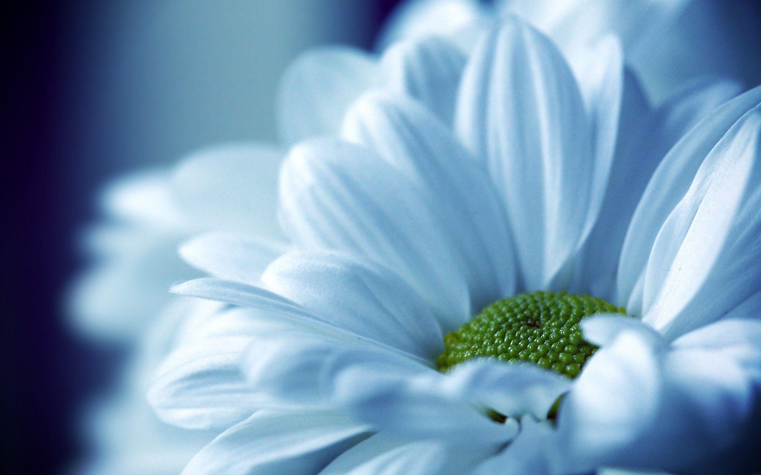 2560x1600 Beautiful White Flowers HD Wallpaper