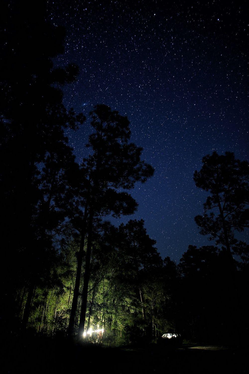 1000x1500 Jungle Night Picture. Download Free Image