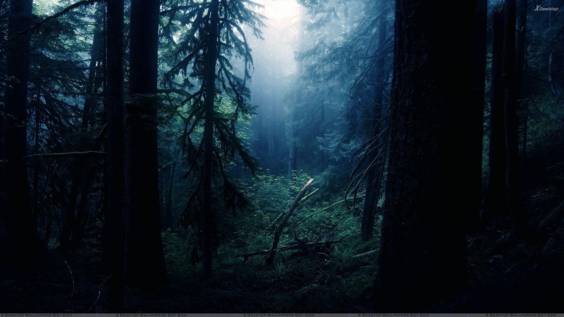 1920x1080 Free download Jungle Scene At Night Wallpaper [1920x1080] for your Desktop, Mobile & Tablet. Explore Northwest Wallpaper. Northwest Wallpaper, Pacific Northwest Wallpaper, Pacific Northwest Desktop Wallpaper