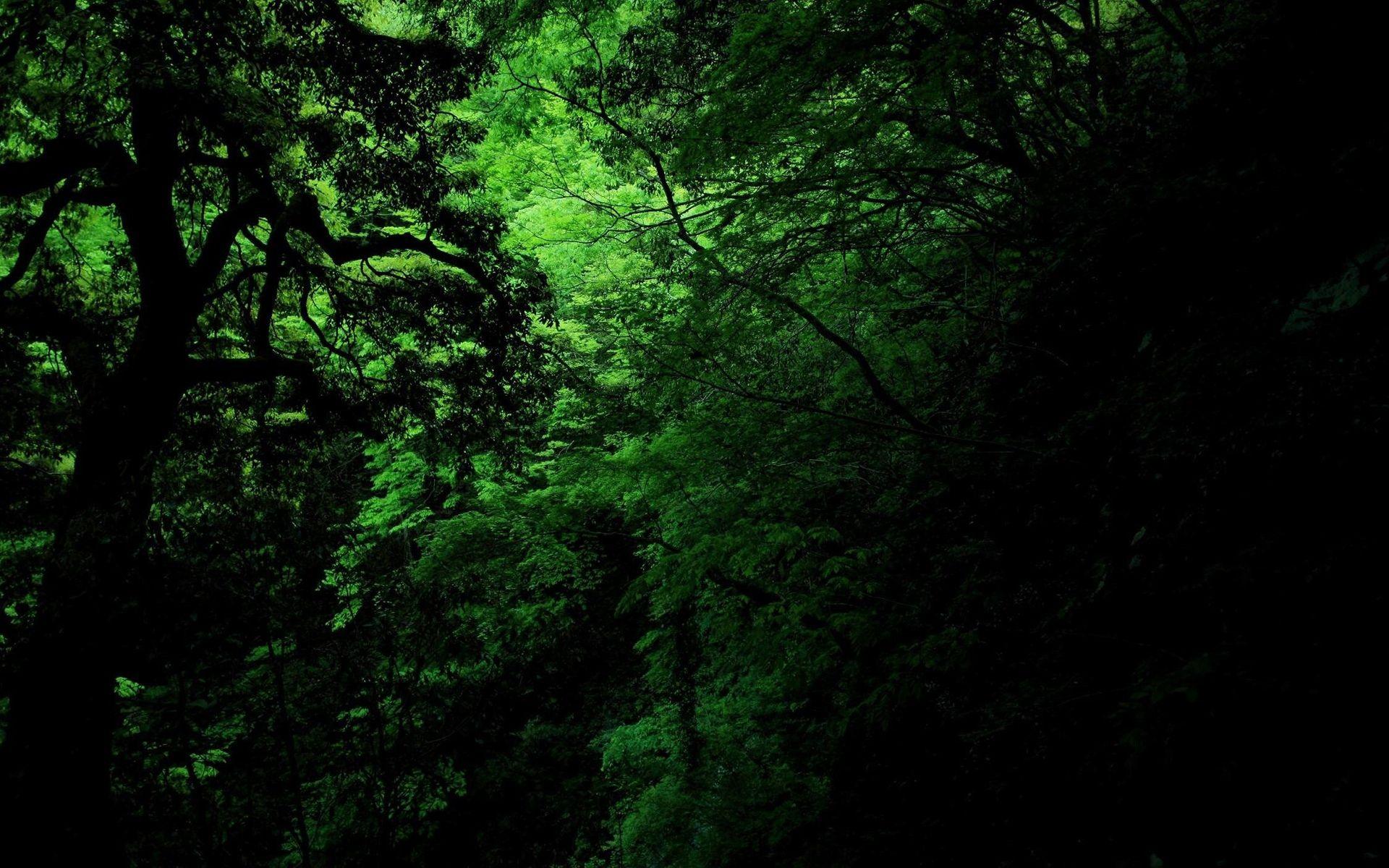 1920x1200 Night Jungle Wallpaper .