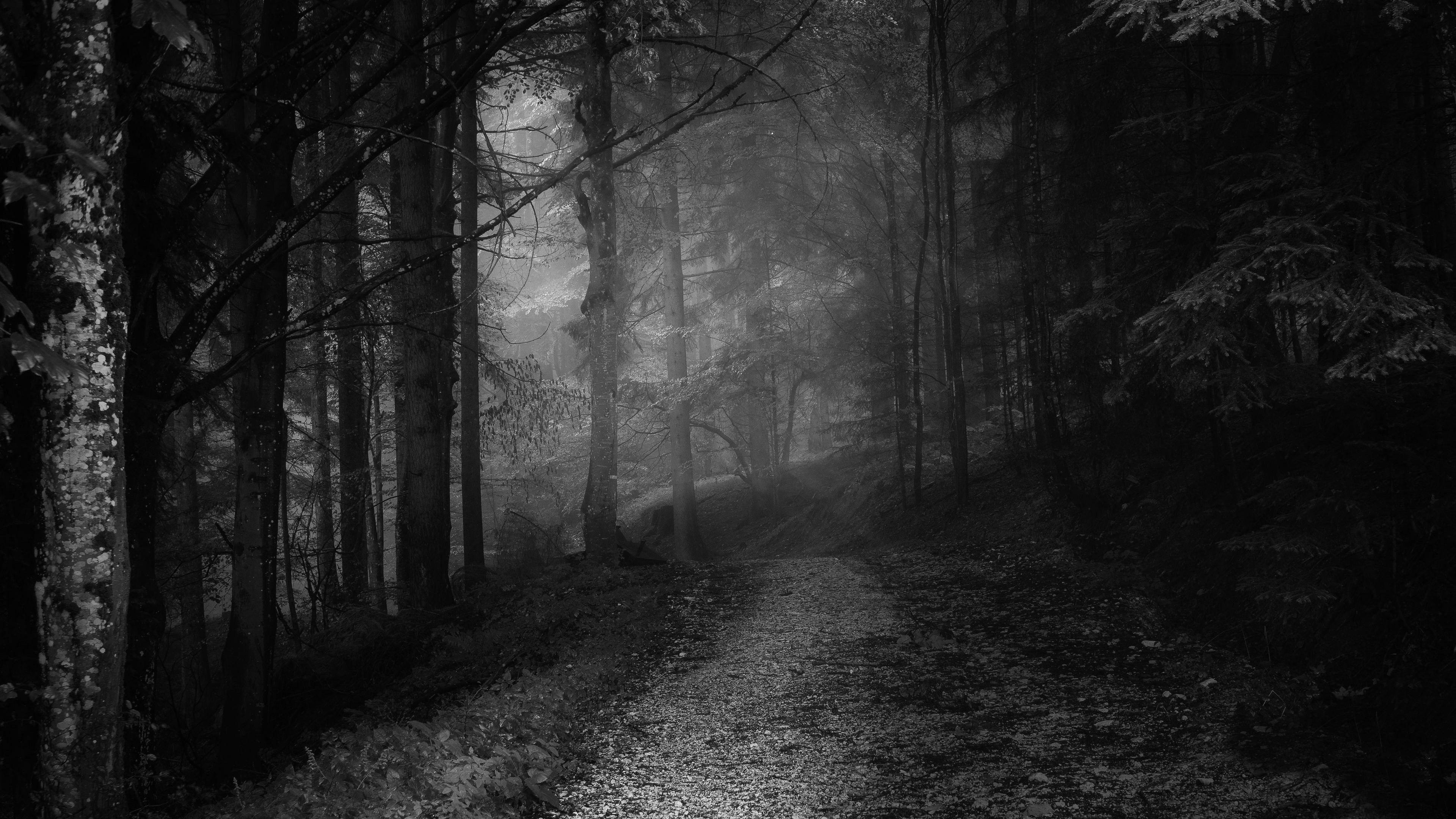 3840x2160 Horror Jungle at Night Photo