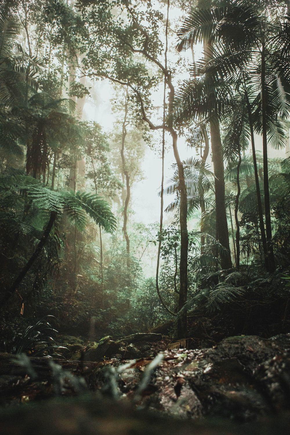 1000x1500 Jungle Background Image: Download HD Background