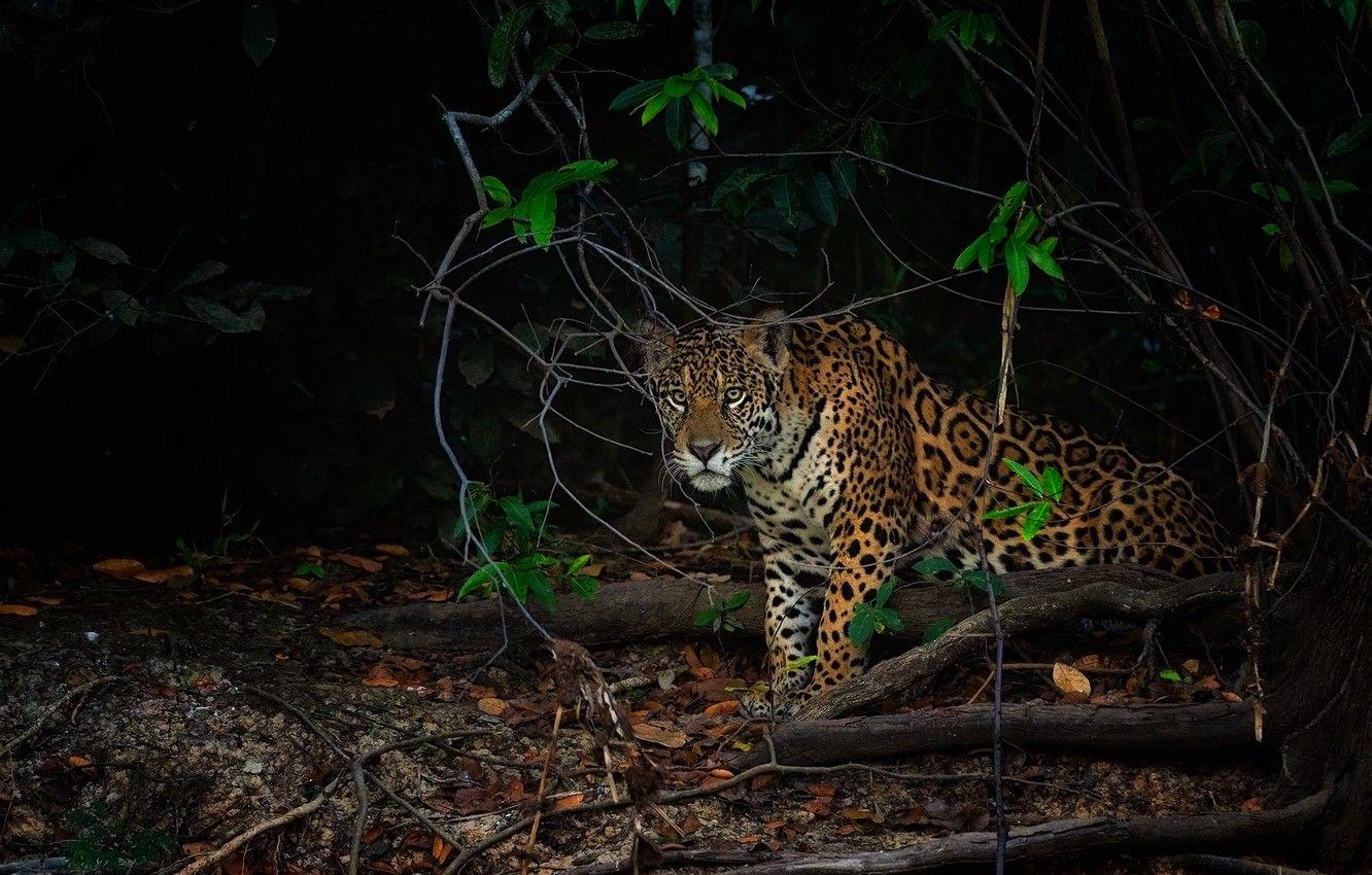 1332x850 Wallpaper look, night, branches, the dark background, jungle, Jaguar, sitting, driftwood image for desktop, section кошки