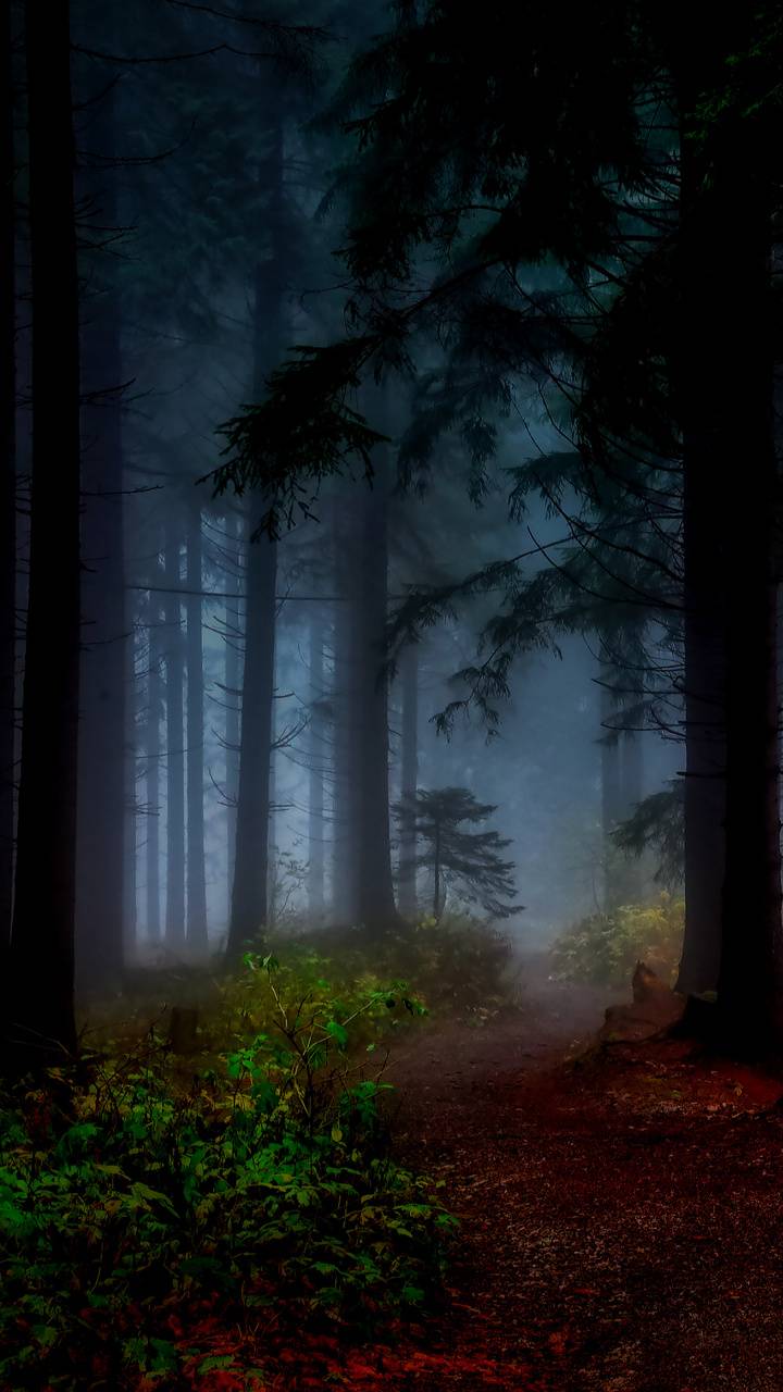 720x1280 Scary Forest Wallpaper