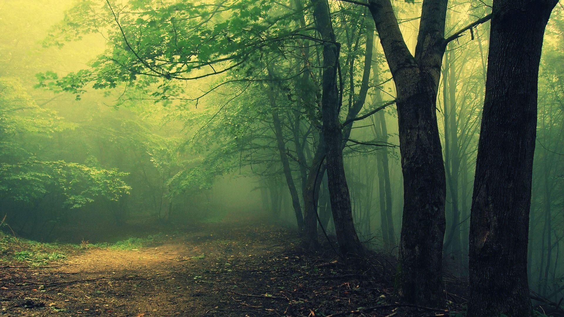 1920x1080 Spooky Forest